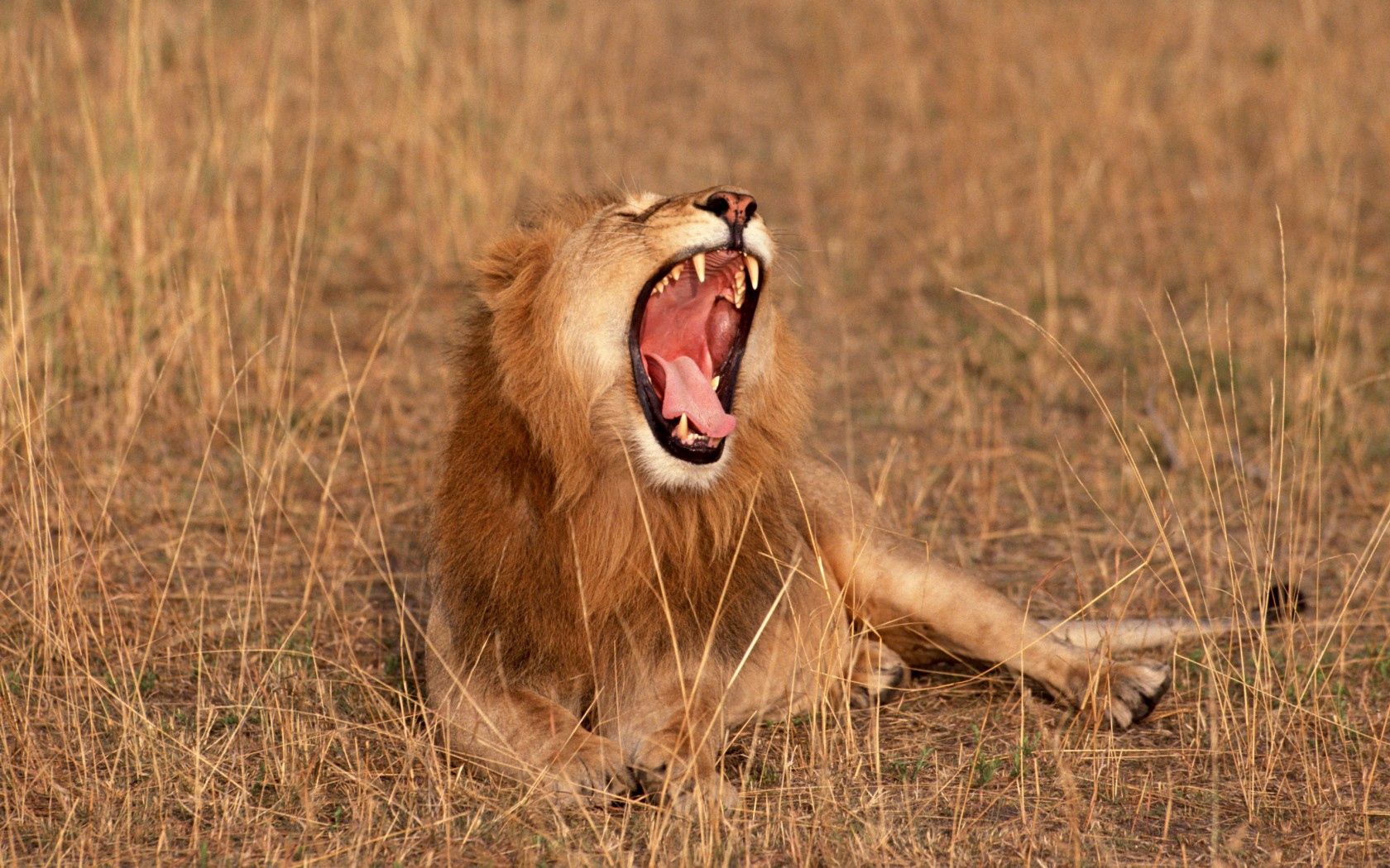 108326 Hintergrundbilder und Savanna Bilder auf dem Desktop. Laden Sie afrika, löwe, ein löwe, tiere Bildschirmschoner kostenlos auf den PC herunter
