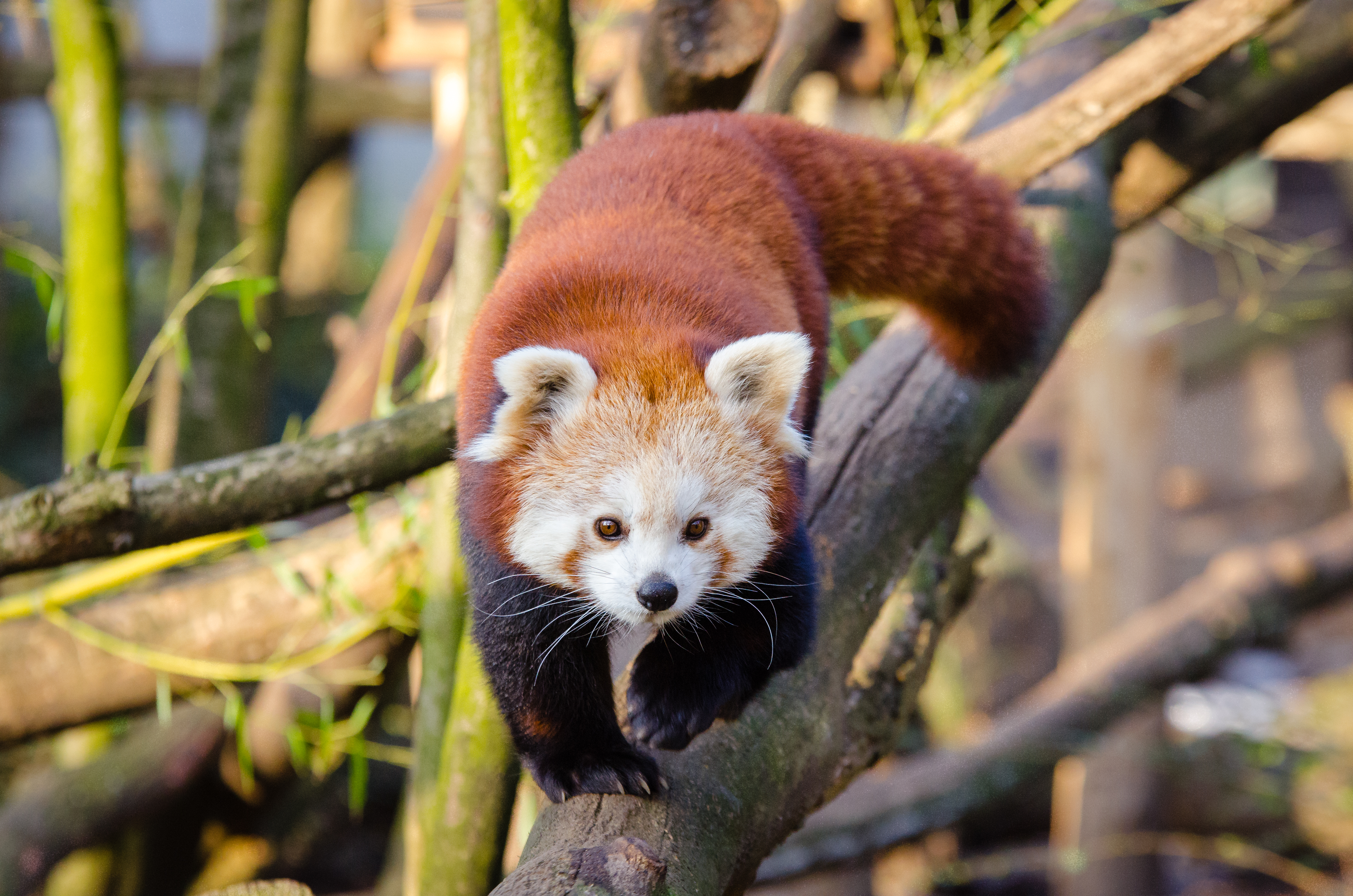 138401 Bildschirmschoner und Hintergrundbilder Kleiner Panda auf Ihrem Telefon. Laden Sie tiere, spaziergang, bummel, roter panda Bilder kostenlos herunter