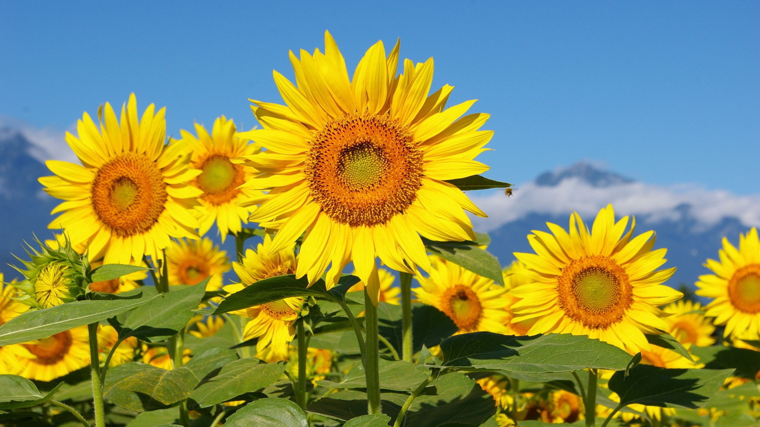 sunflowers, flowers, sky, mountains, field, sunny download HD wallpaper