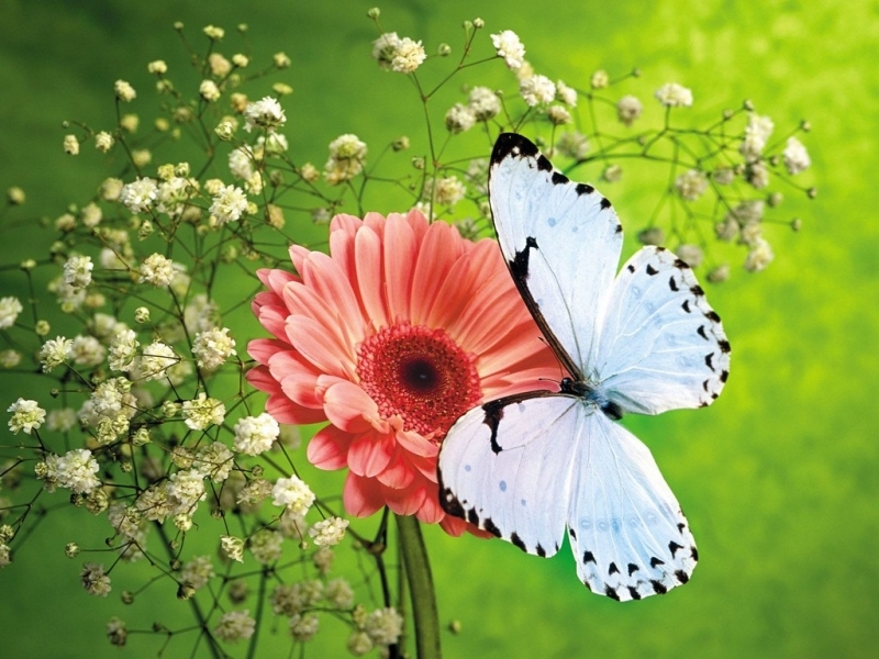 insects, butterflies, green