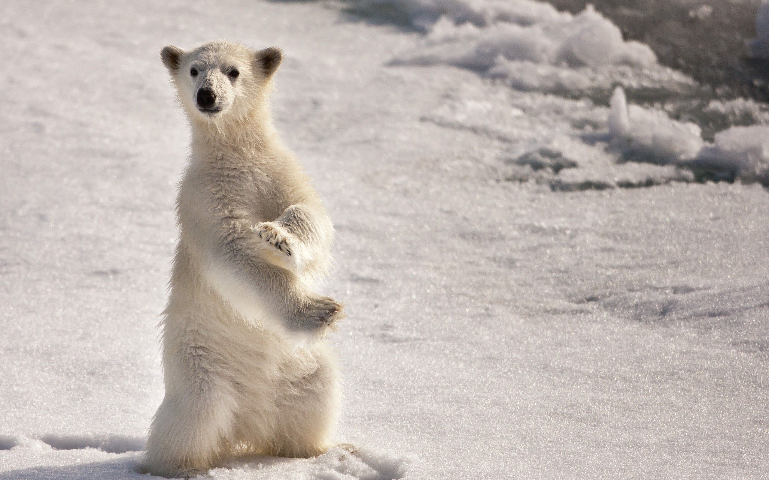 1080p pic on two paws, animals, snow, polar bear