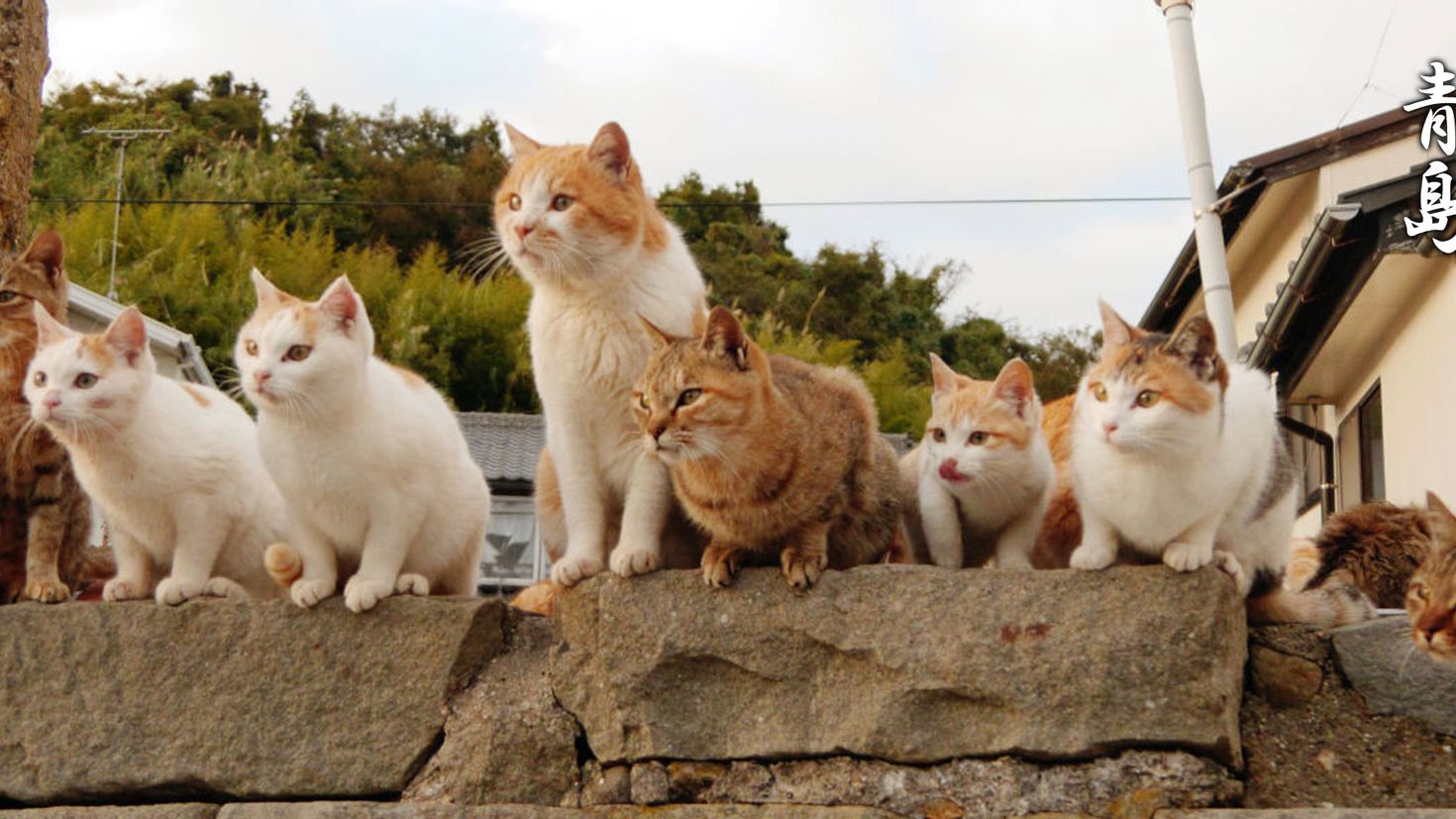 Остров кошек. Кошачий остров Тасиро. Остров Аосима остров кошек. Остров Тасиро Япония. Остров кошек в Японии.