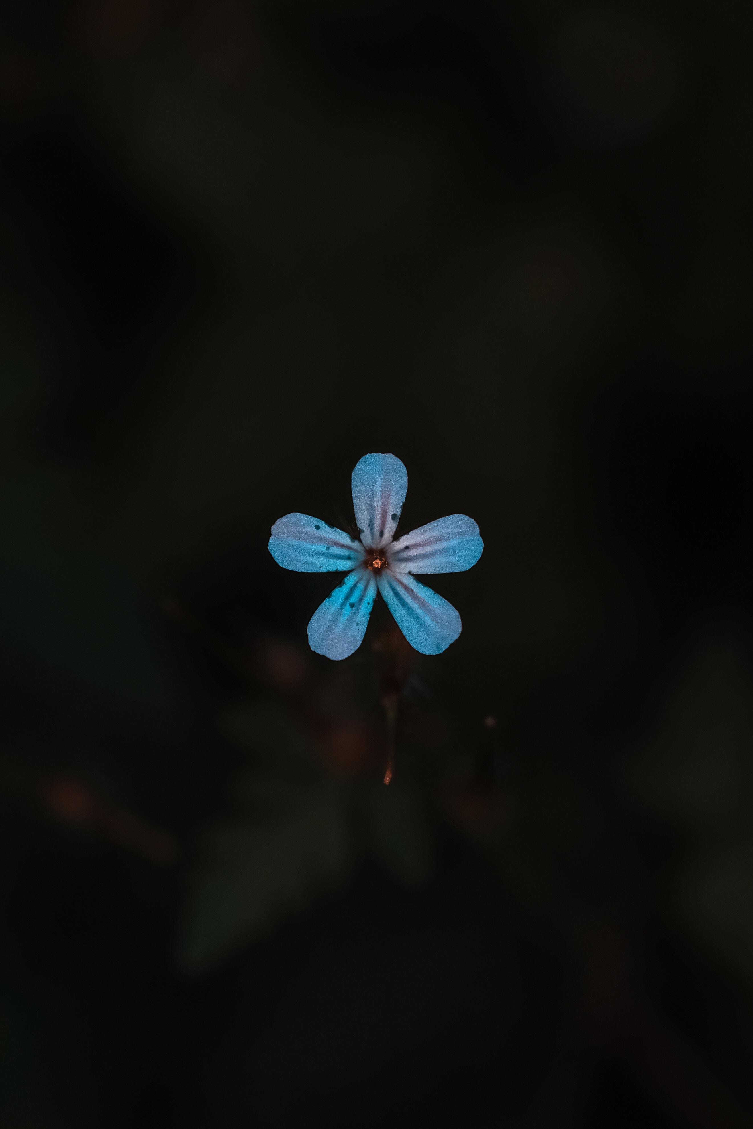 52269 Hintergrundbild herunterladen blumen, blau, blume, pflanze, nahaufnahme, blühen, blühenden, nahansicht - Bildschirmschoner und Bilder kostenlos