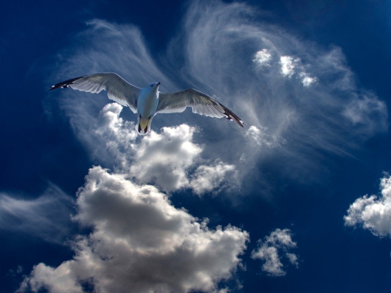 Свобода птица в небе