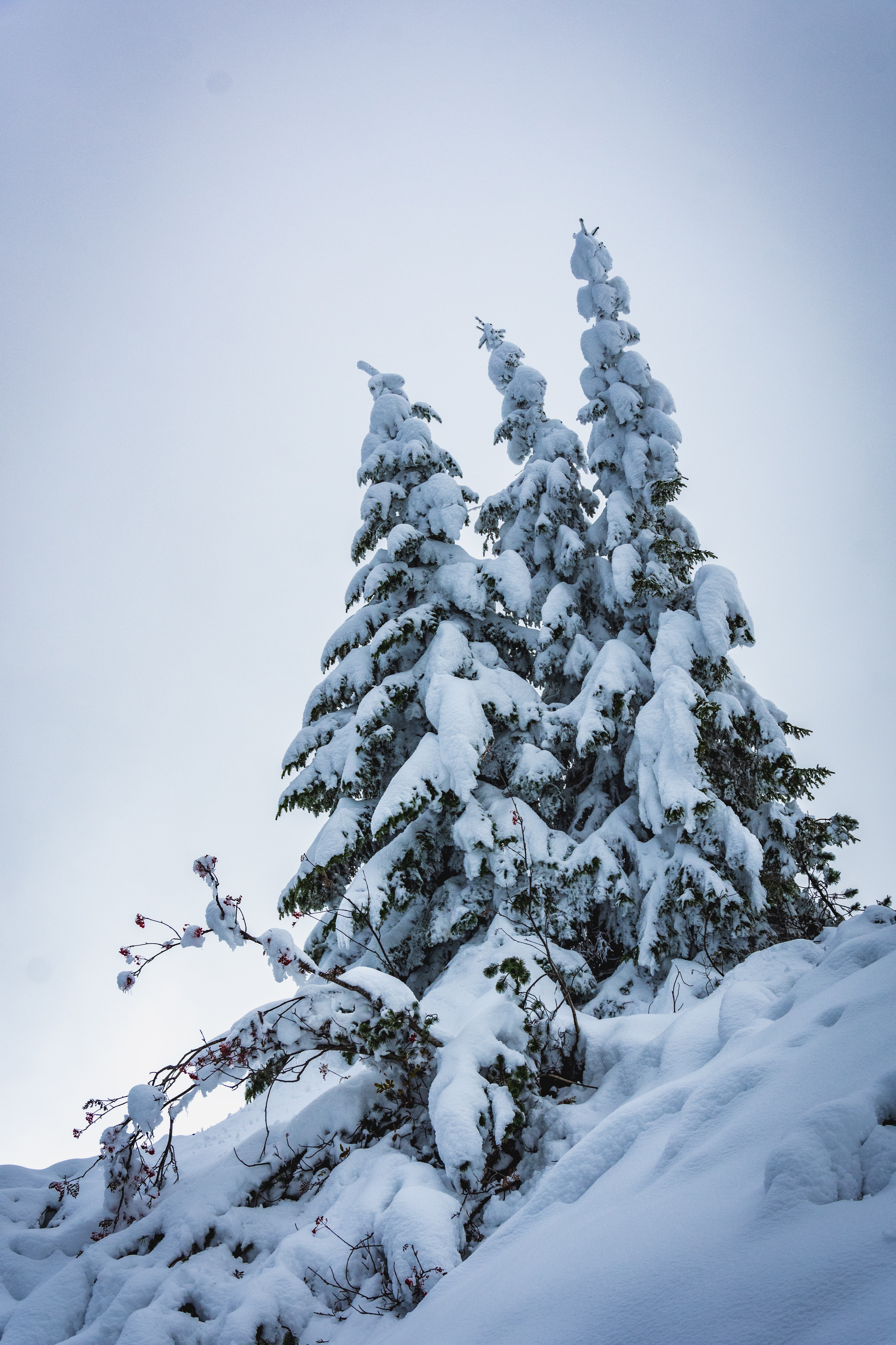 trees, winter, nature, snow, fir-trees wallpaper for mobile