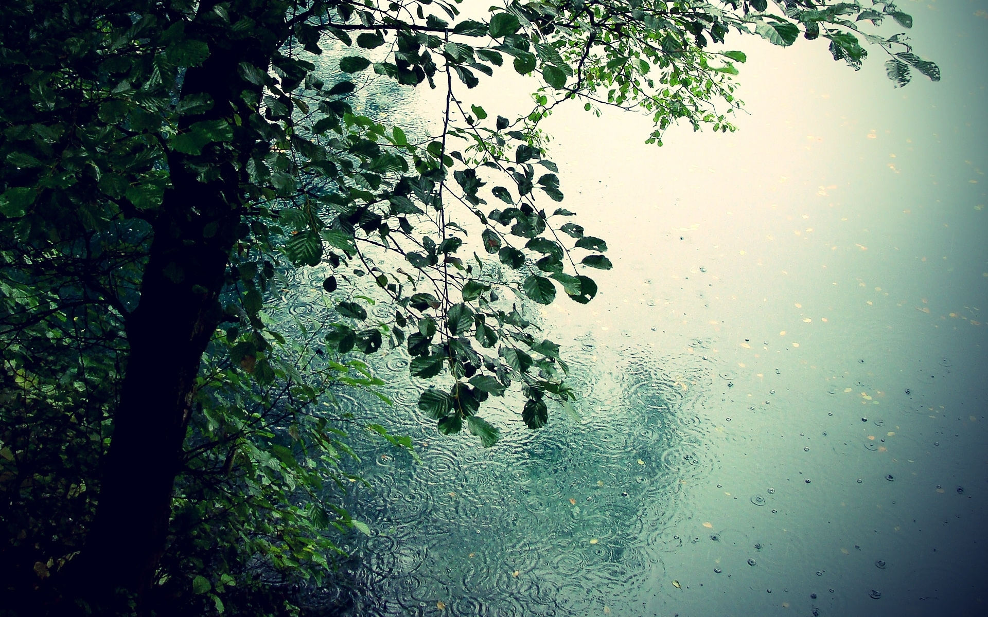 rain, landscape, leaves