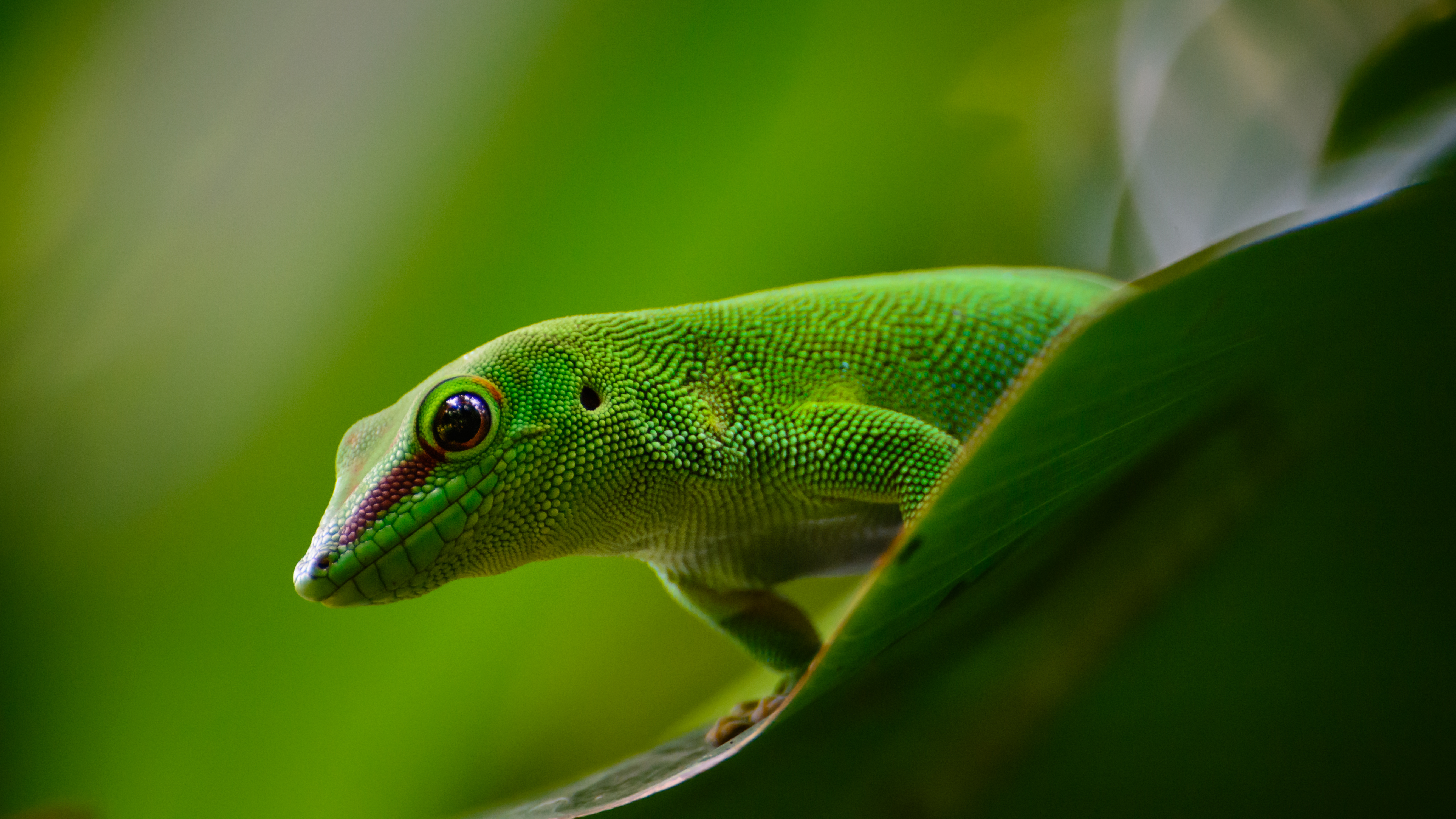 lizard, animals, green, gecko Reptile Cellphone FHD pic