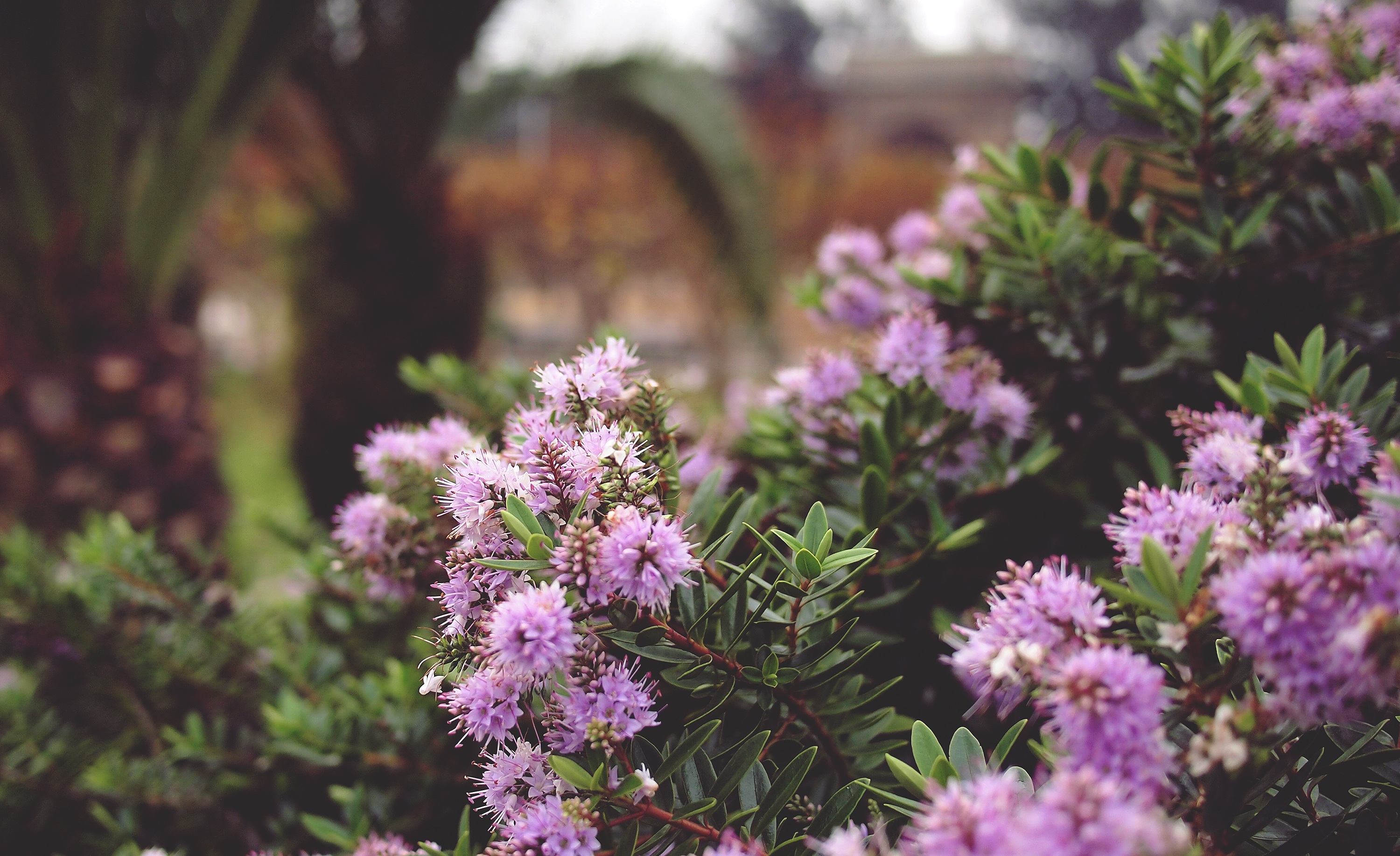 Lilac flowers, plants, prickles, thorns Free Stock Photos