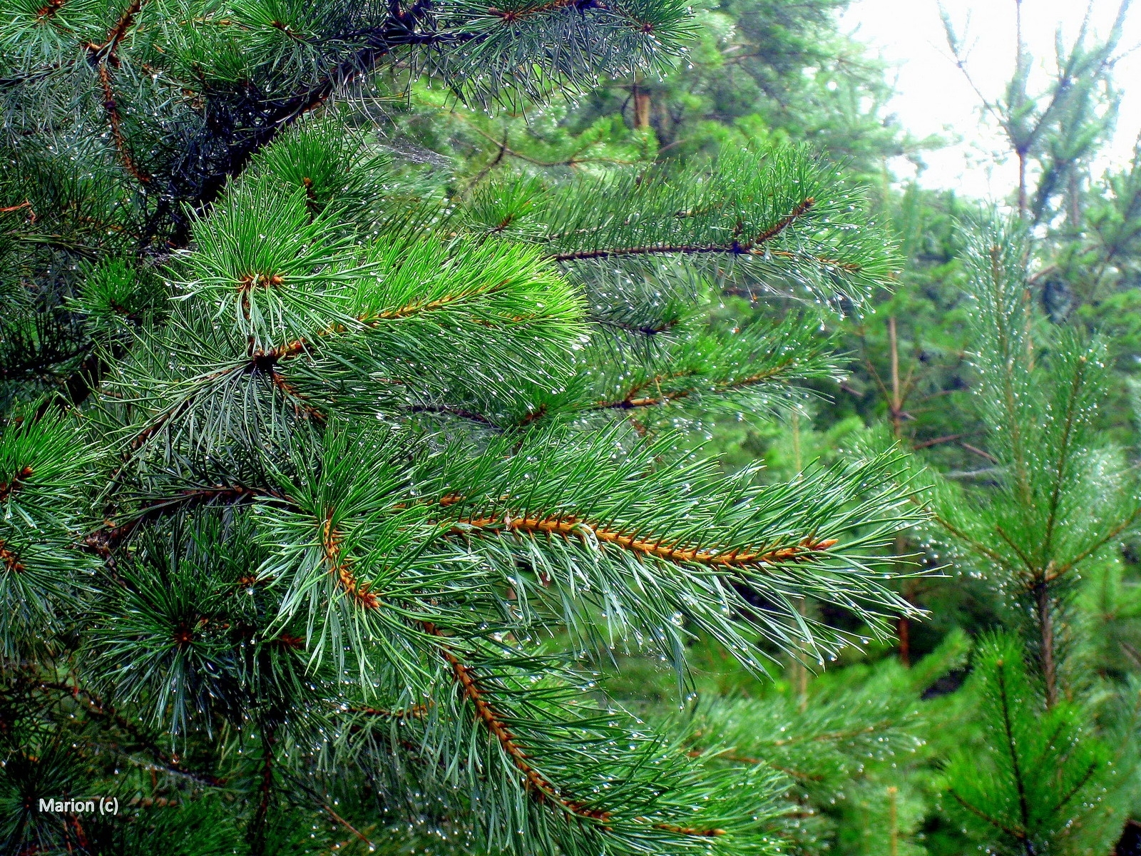 Widescreen image background, green, fir-trees, plants