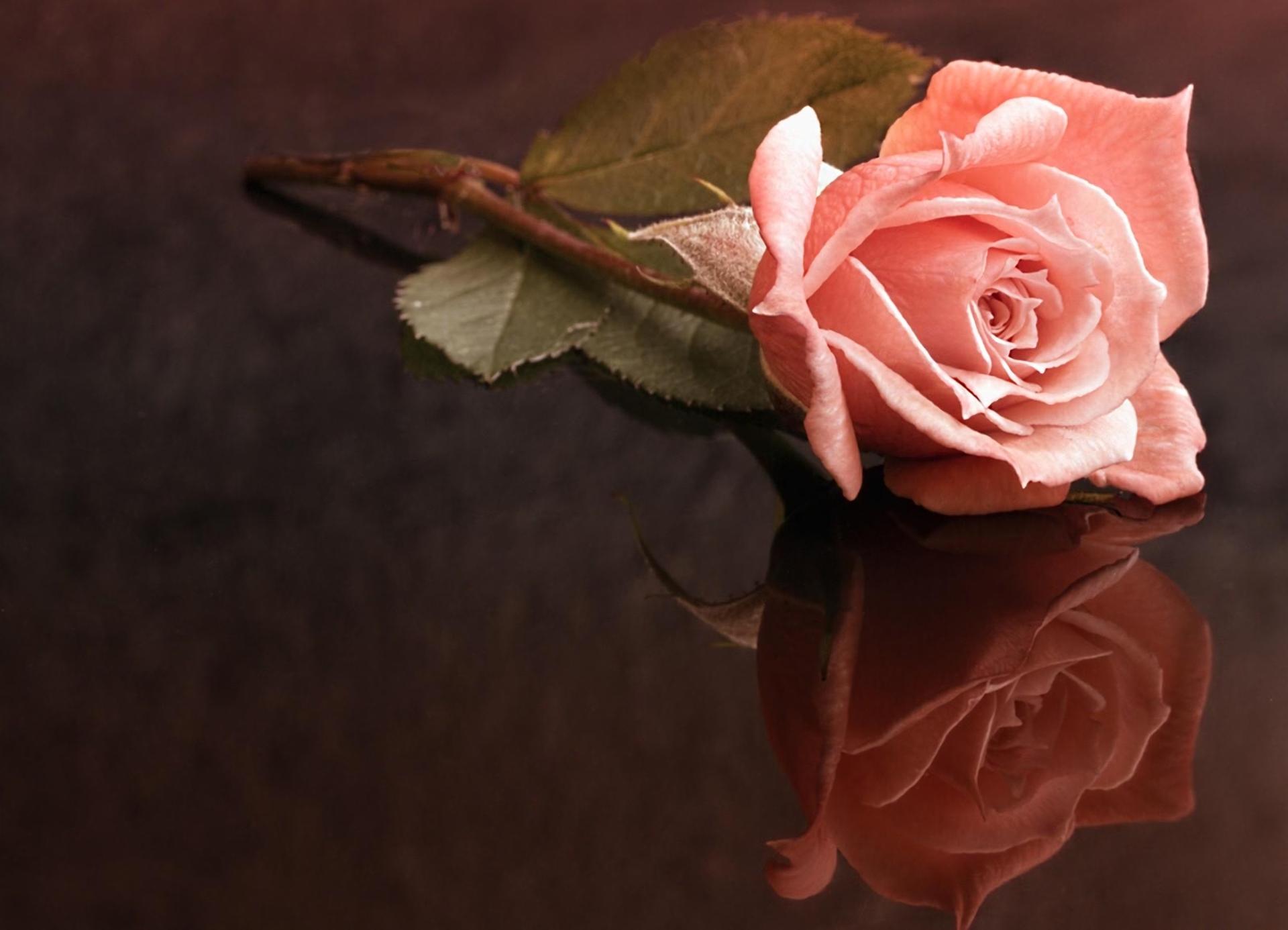 Desktop Backgrounds Stem flower, pink rose, flowers, pink flower