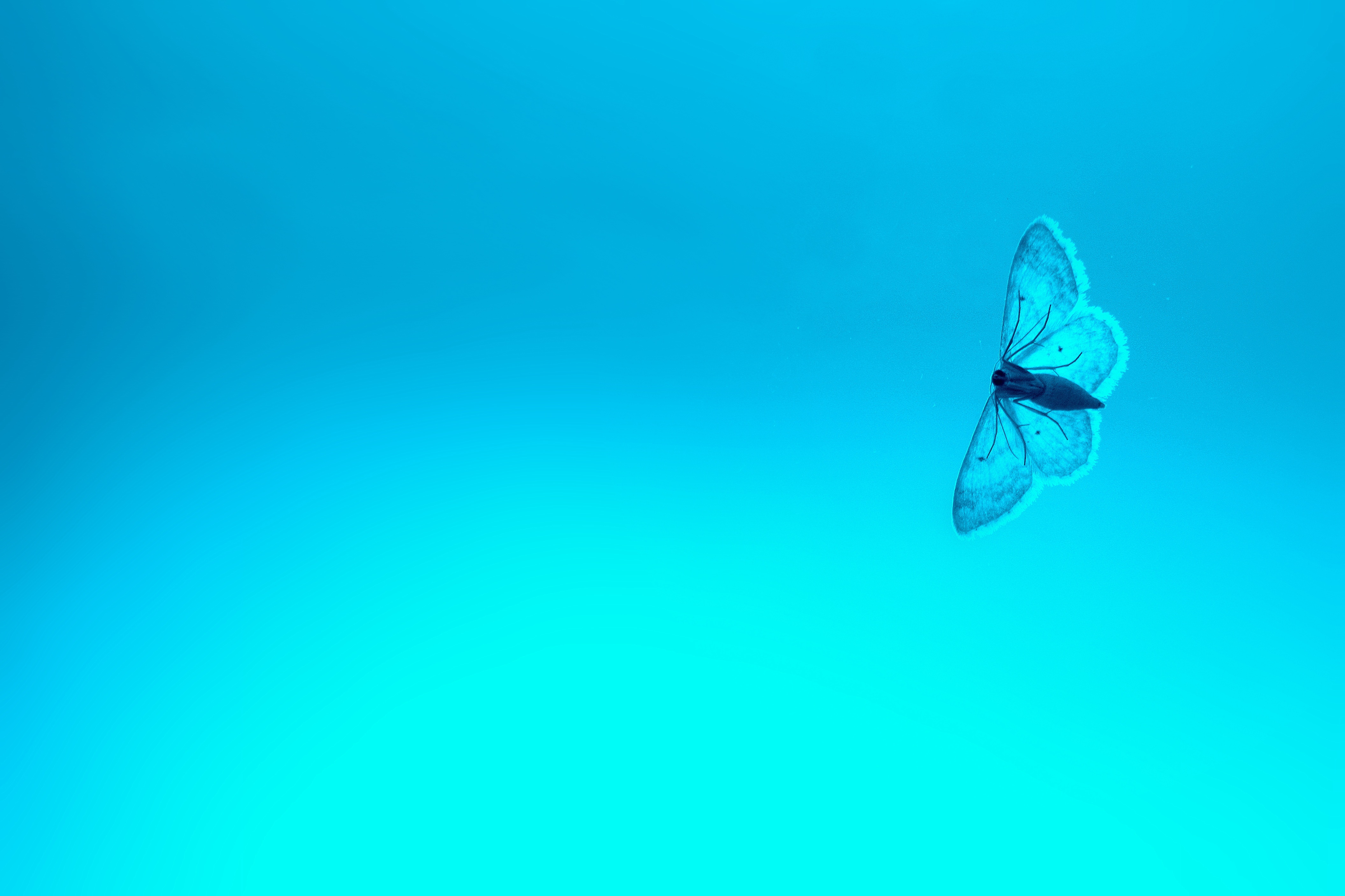 gradient, background, blue, macro, insect, butterfly Full HD