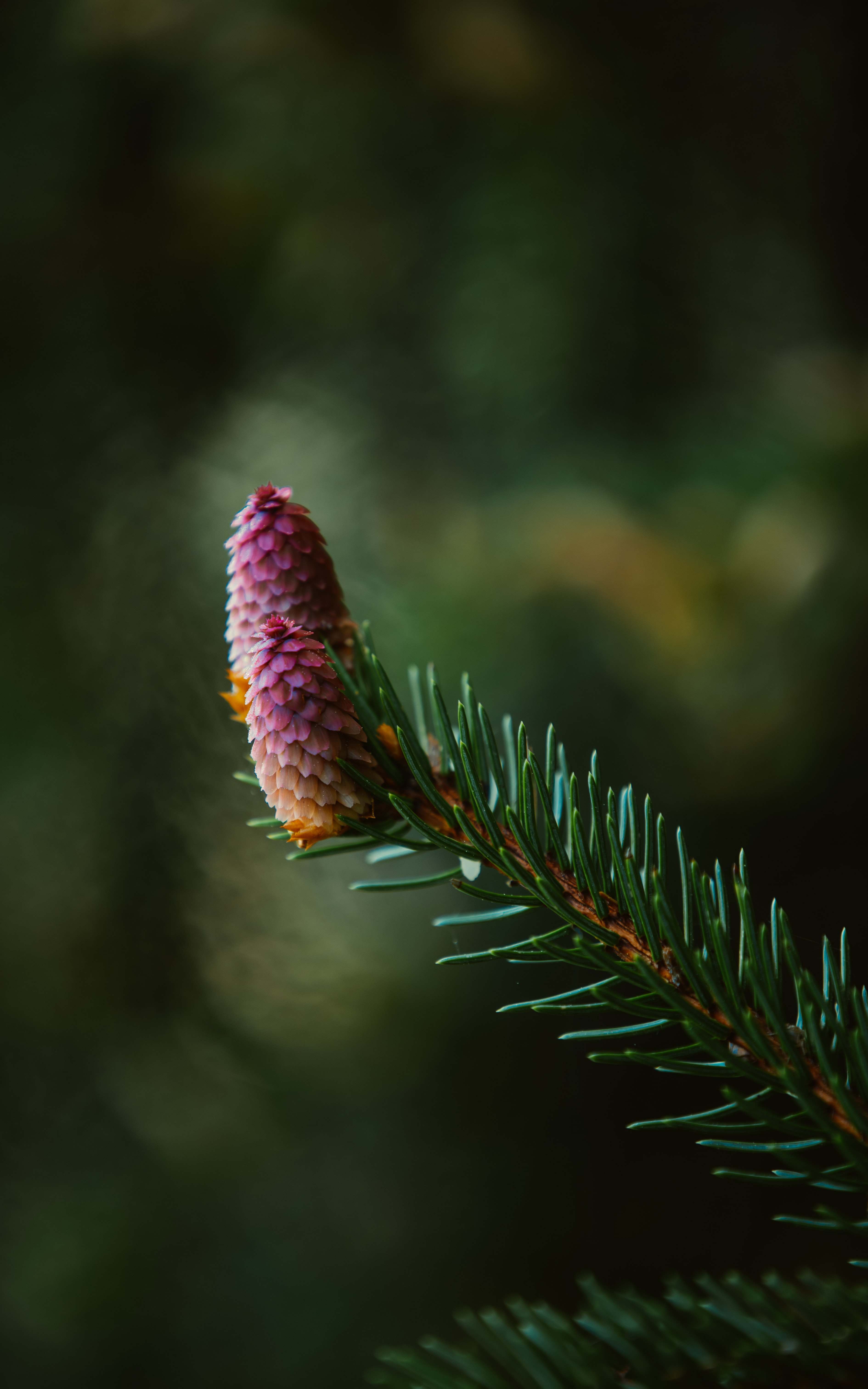 nature, needle, branch, spruce, fir, focus, spruce cone, spruce bump Full HD