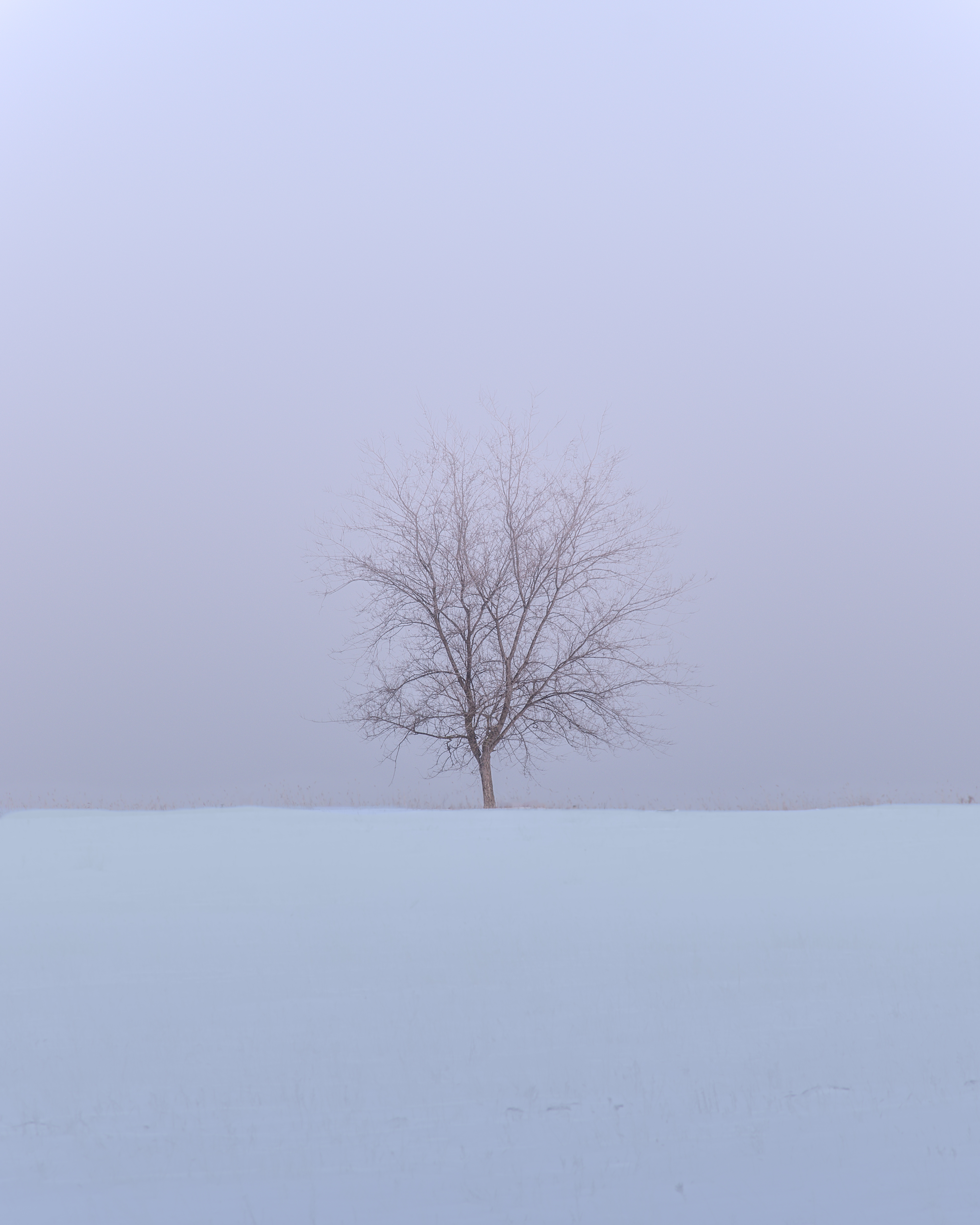 91216 скачать обои минимализм, зима, природа, снег, дерево, поле - заставки и картинки бесплатно