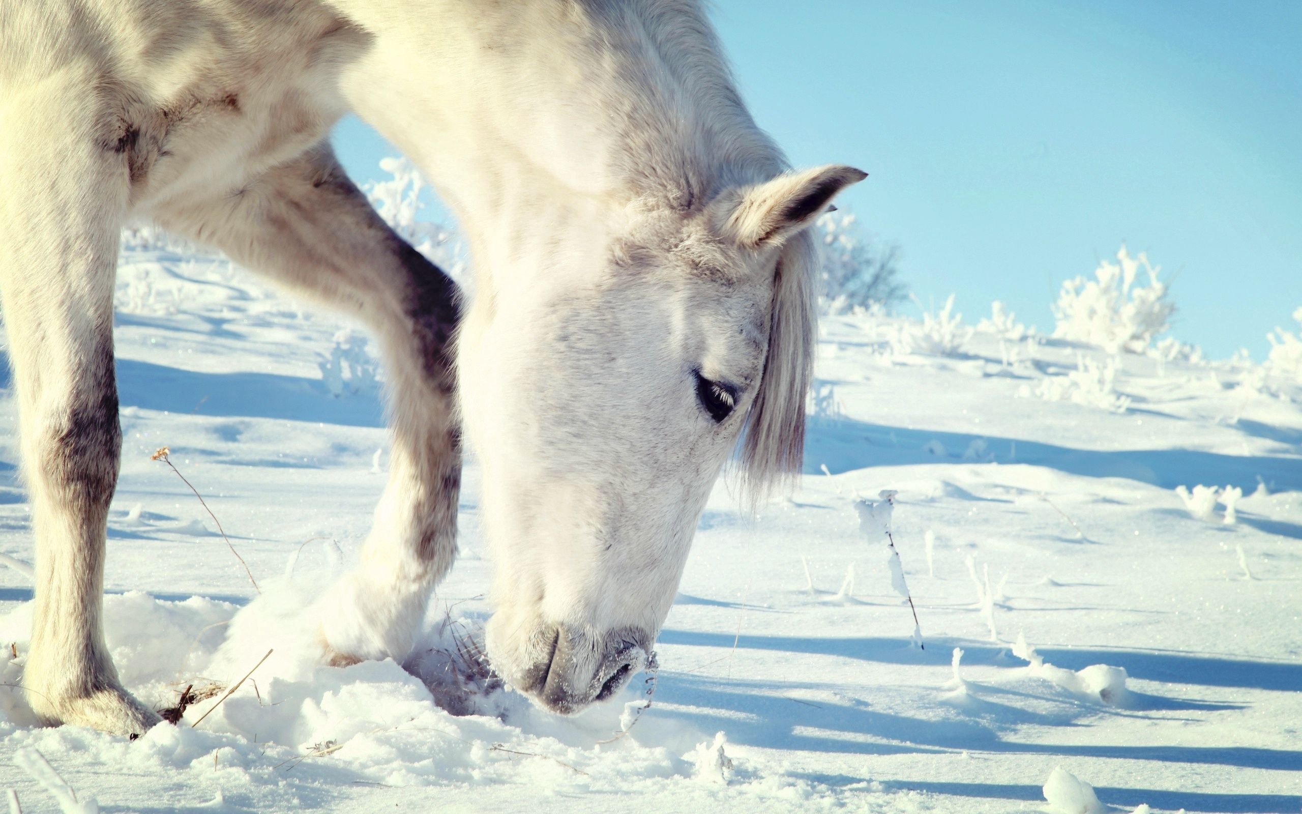 Handy-Wallpaper Tiere, Schnee, Kopf, Pferd kostenlos herunterladen.