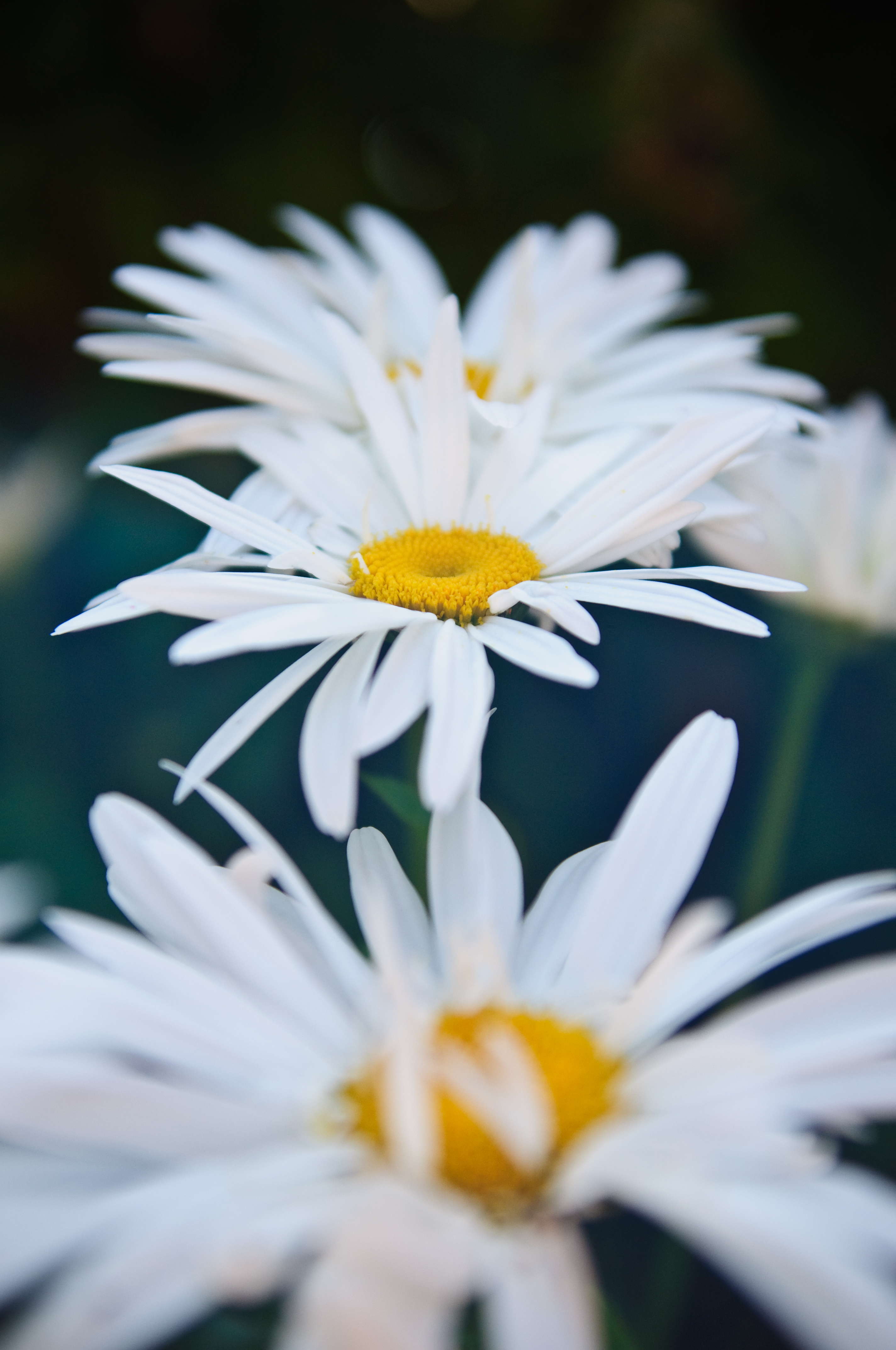 Laden Sie das Blumen, Kamille, Nahaufnahme, Blühen, Blühenden, Nahansicht-Bild kostenlos auf Ihren PC-Desktop herunter