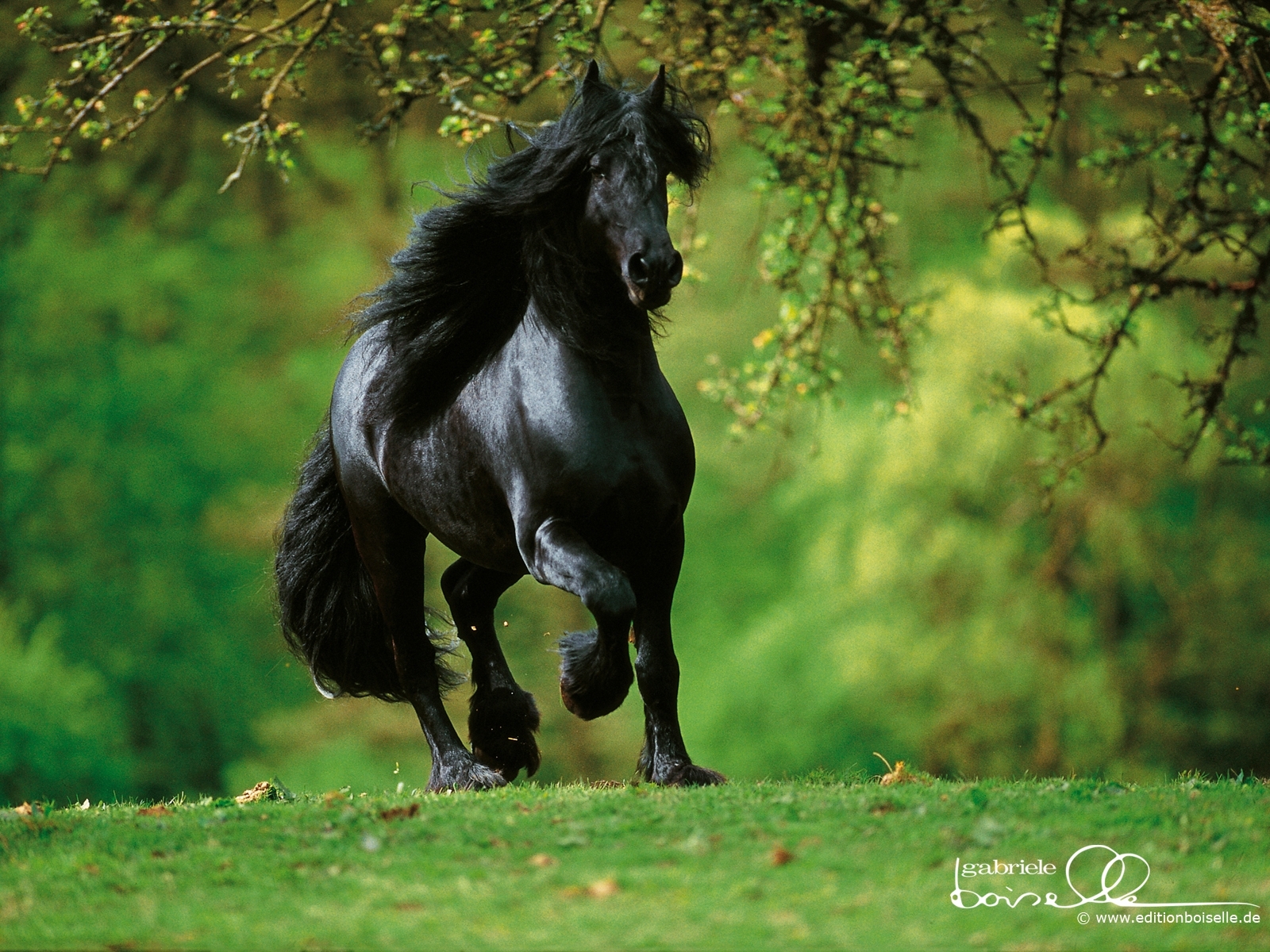 4640 скачать обои лошади, зеленые, животные - заставки и картинки бесплатно