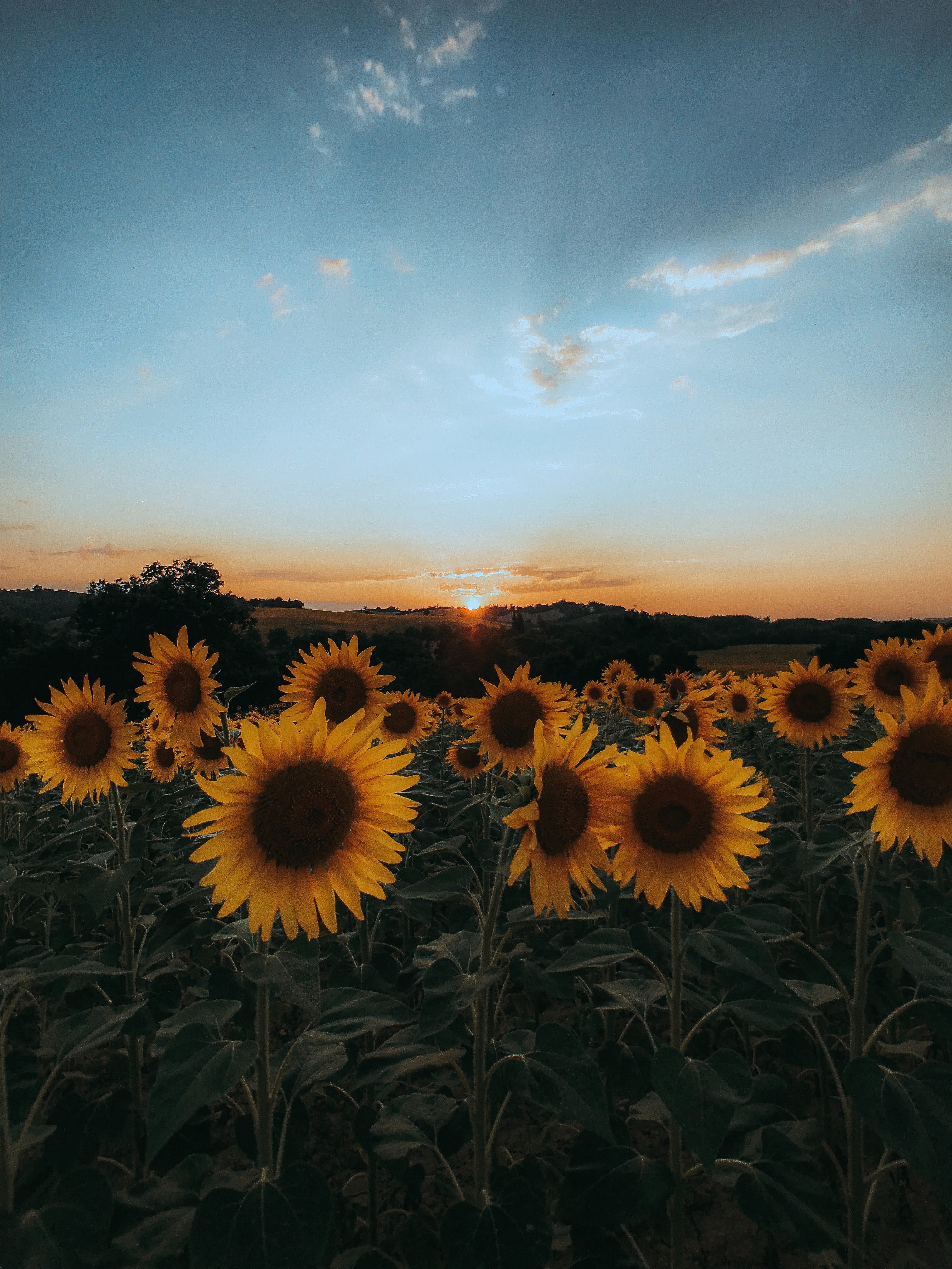 nature, sunflowers, flowers, sunset, yellow, field HD wallpaper