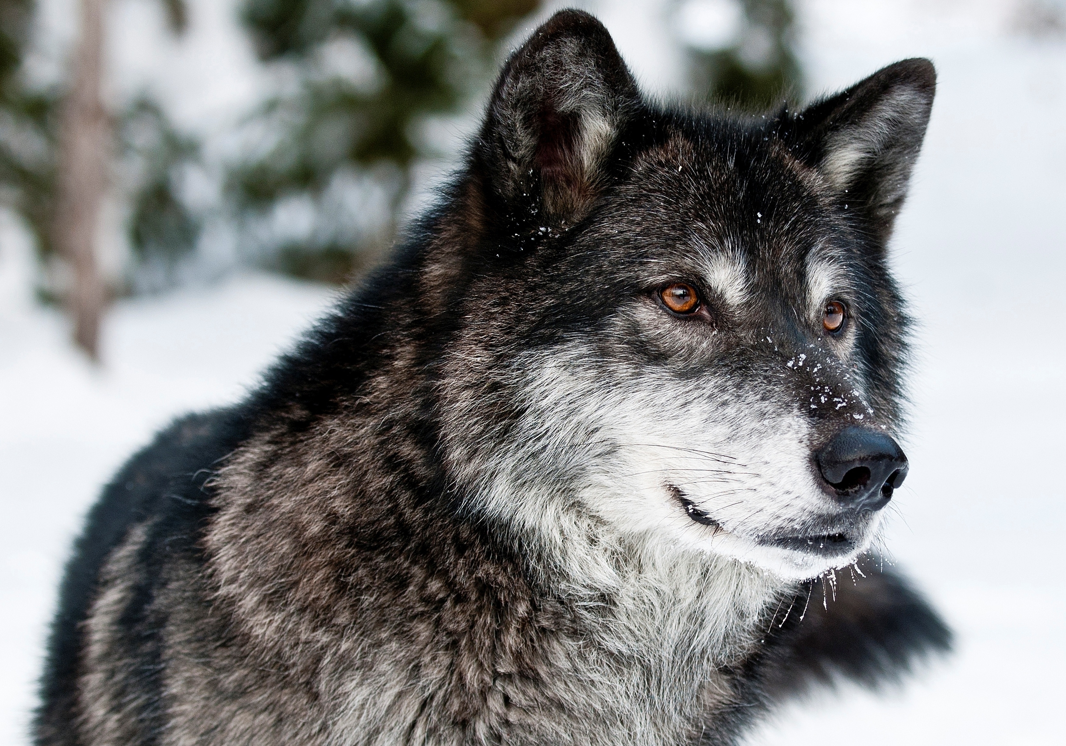 High Definition wallpaper muzzle, animals, opinion, wolf