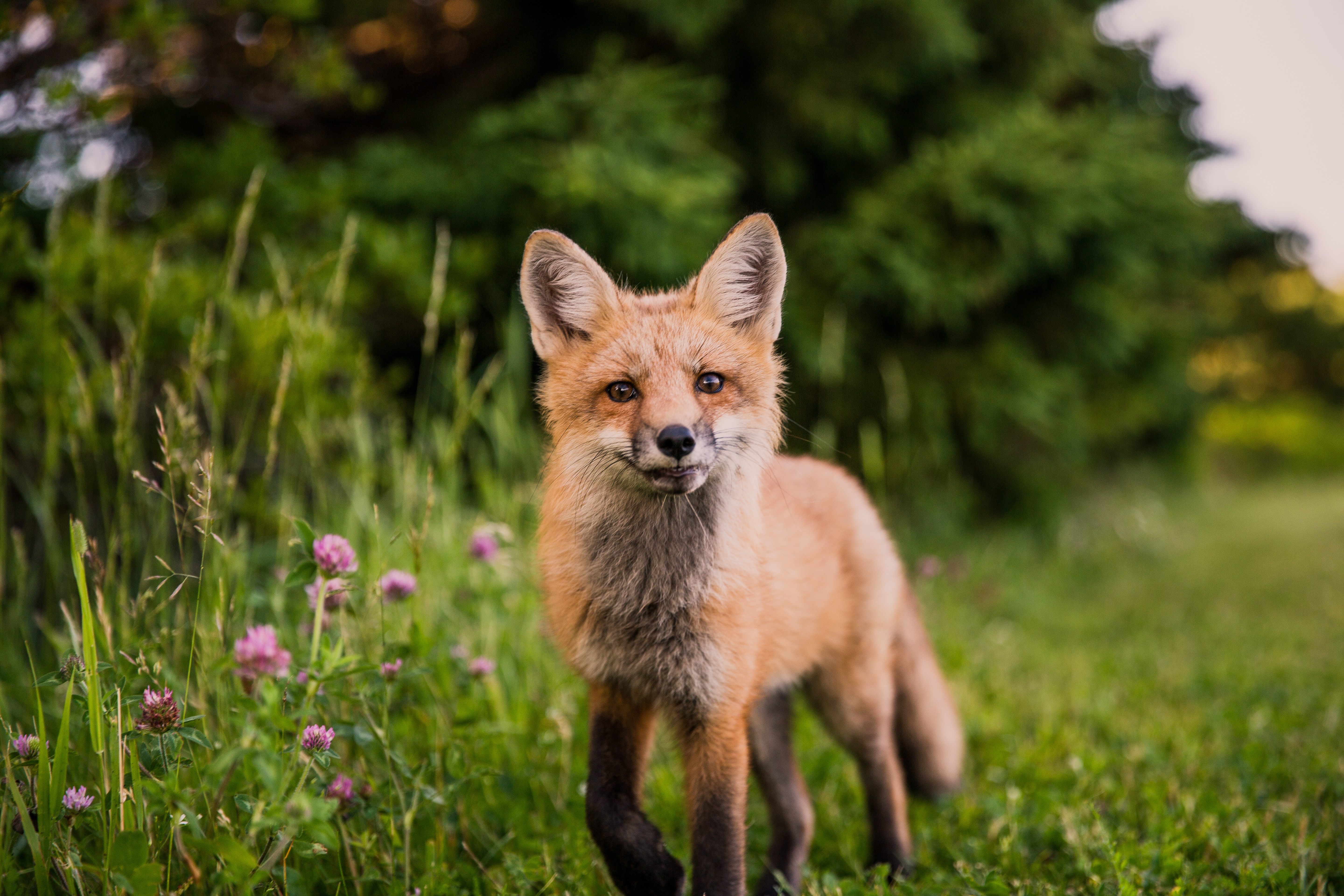 83007 download wallpaper animals, grass, fox, muzzle, sight, opinion, wildlife screensavers and pictures for free