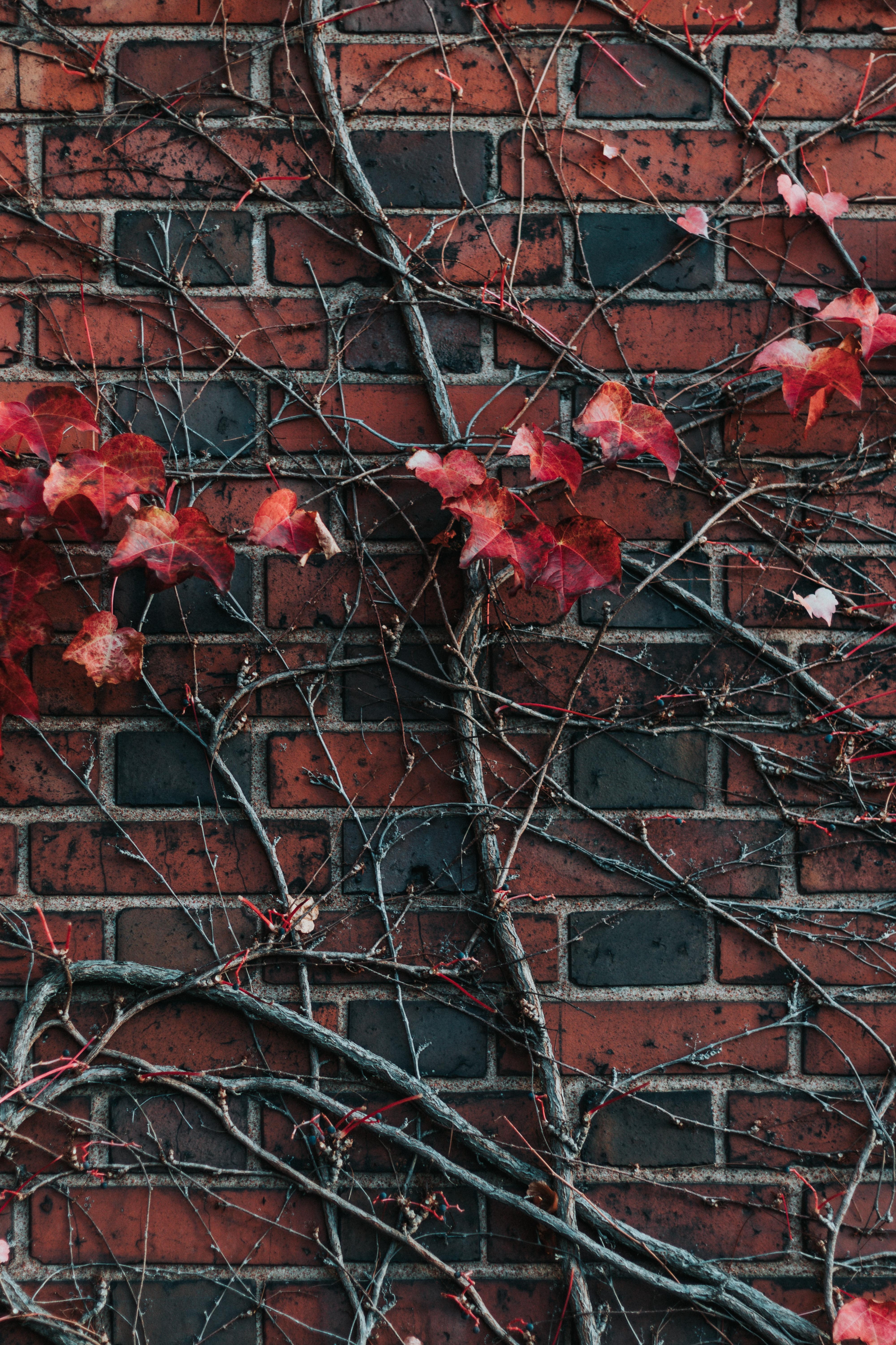 brick, leaves, plant, miscellanea, miscellaneous, branch, wall wallpapers for tablet