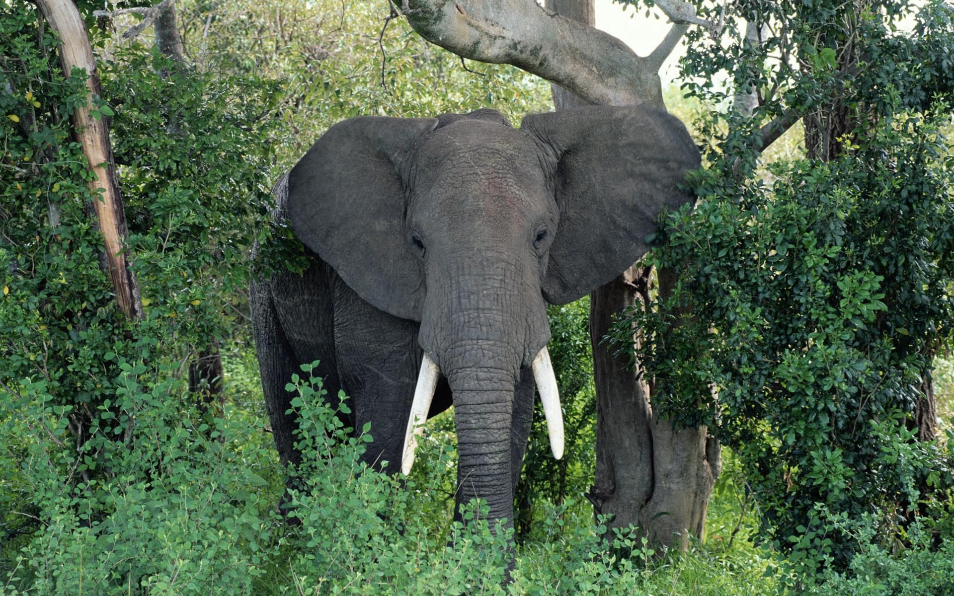 81056 Bildschirmschoner und Hintergrundbilder Elefanten auf Ihrem Telefon. Laden Sie bummel, bäume, tiere, ohren Bilder kostenlos herunter