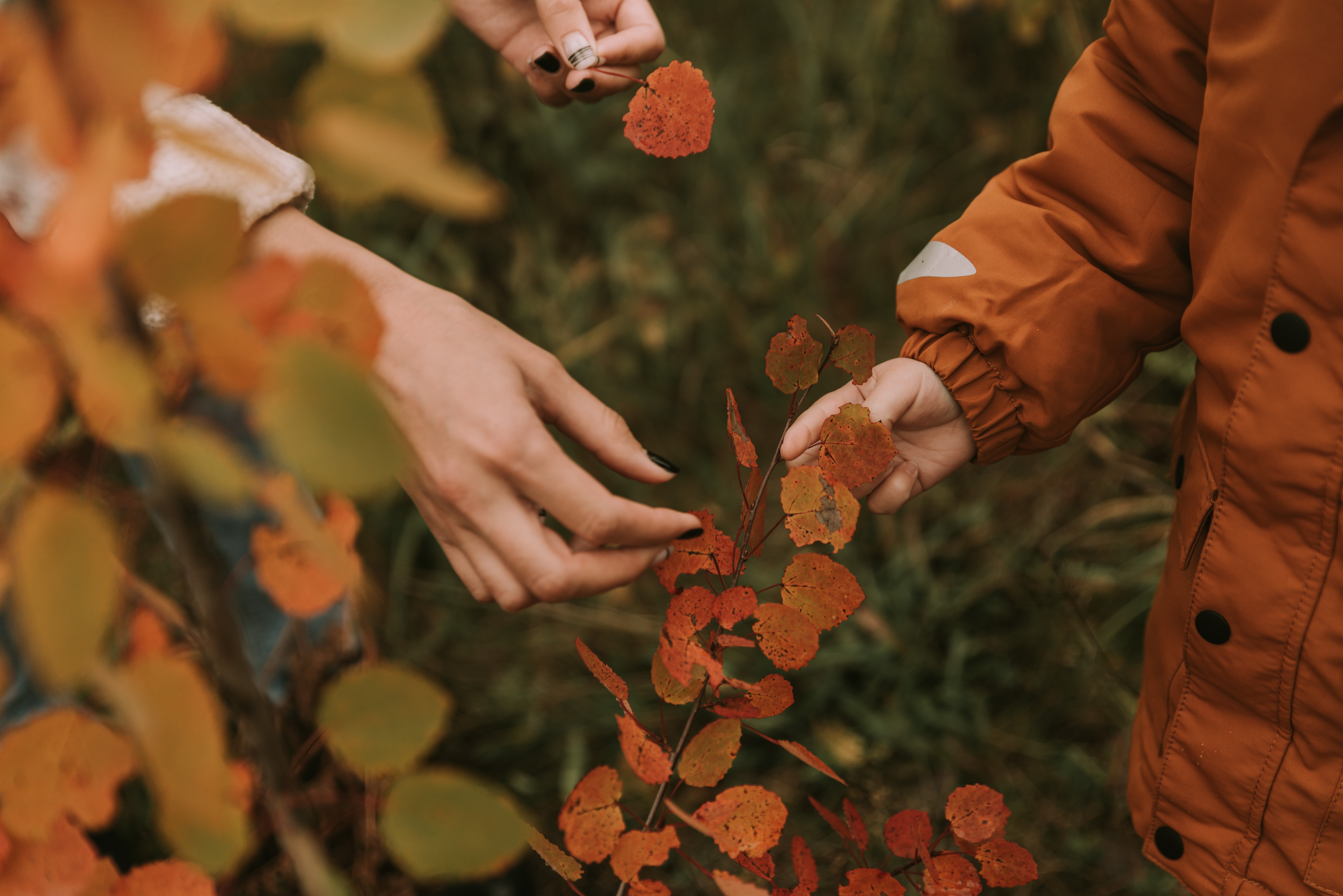 autumn, leaves, miscellanea, miscellaneous, branches, hands, fingers