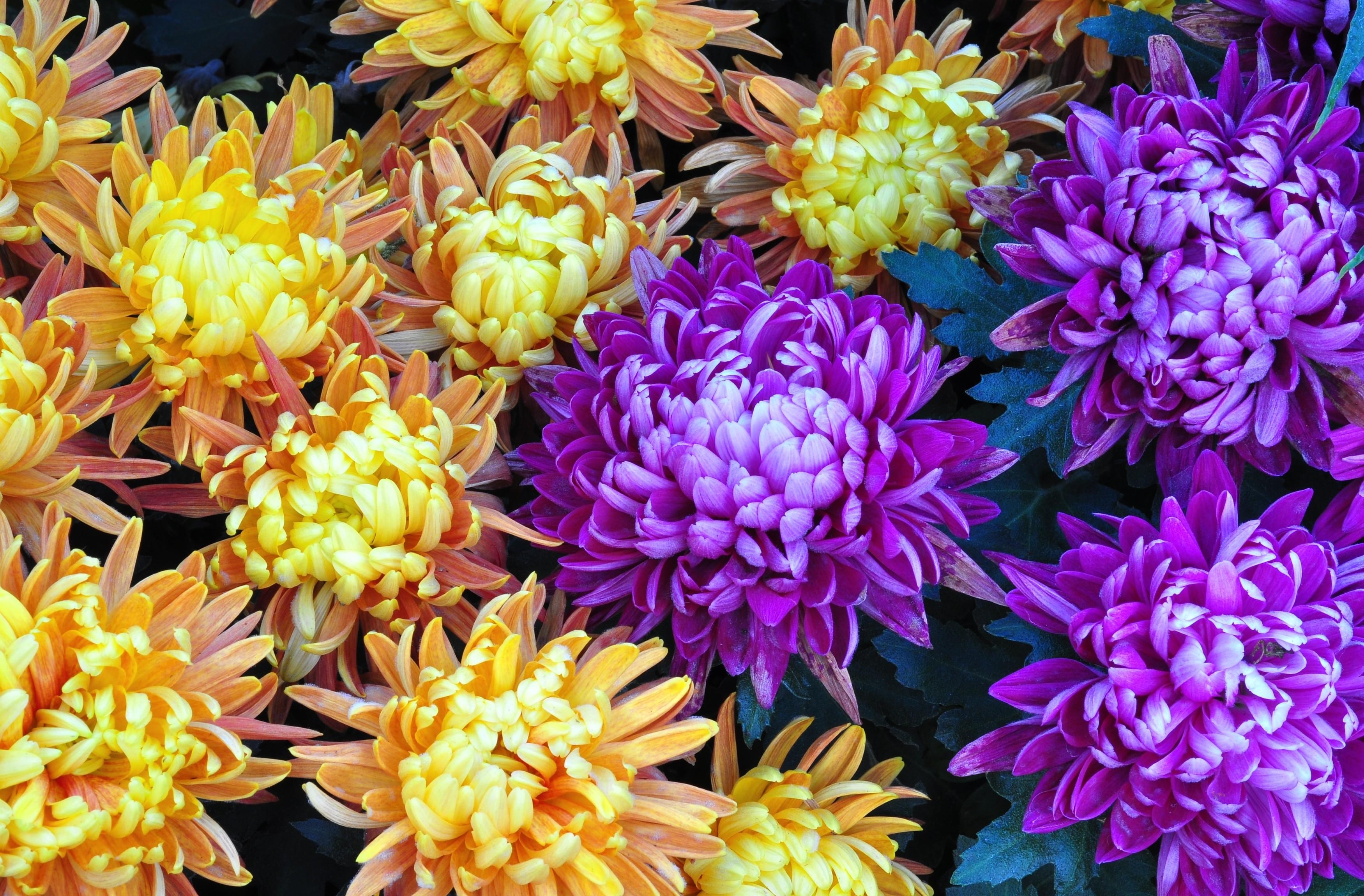 Laden Sie das Blumen, Nahaufnahme, Strauß, Bouquet, Nahansicht, Astern-Bild kostenlos auf Ihren PC-Desktop herunter