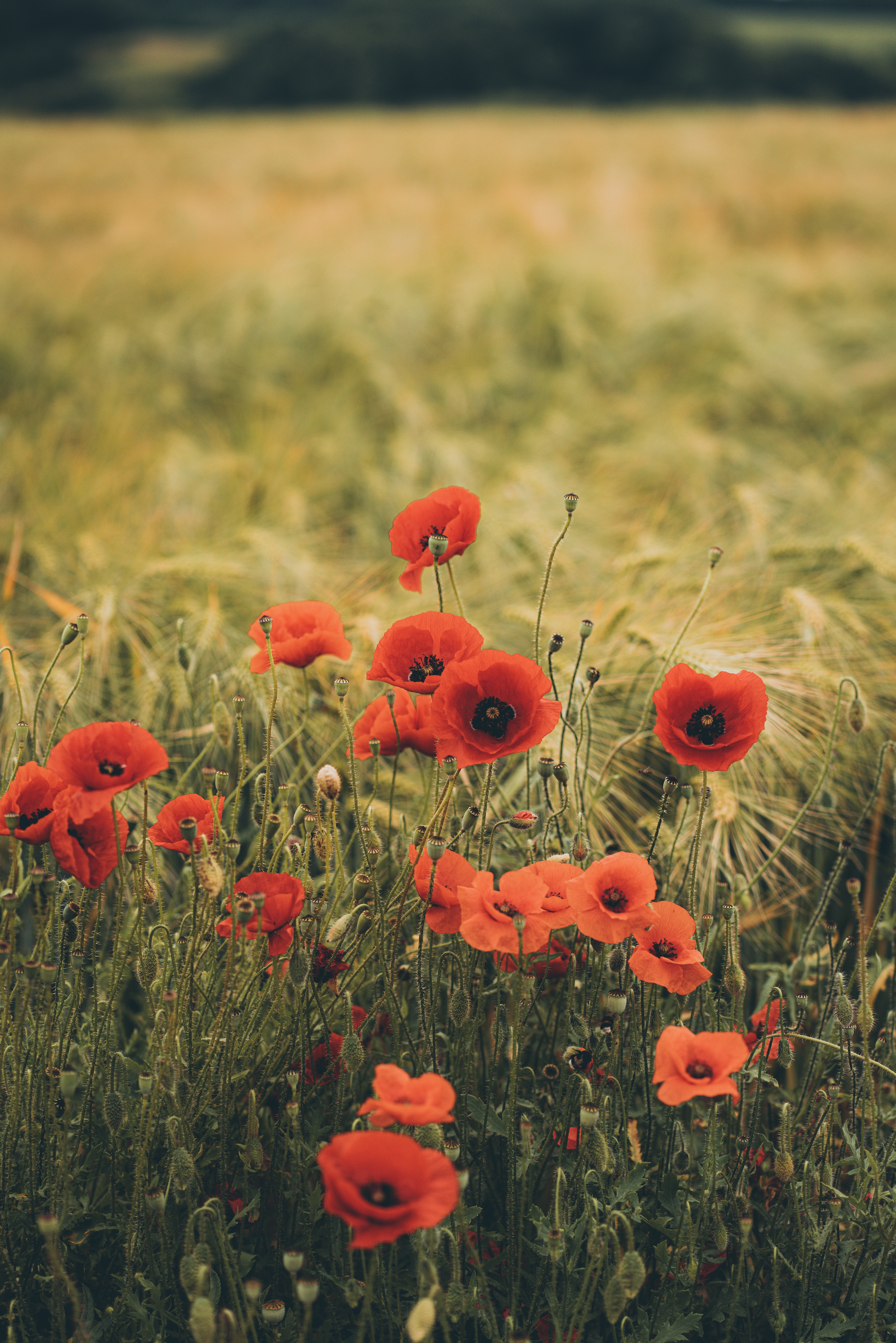 Phone Background Full HD grass, flowers, poppies