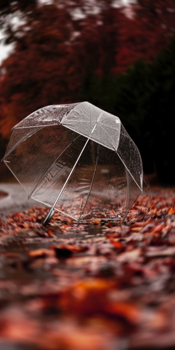 umbrella, autumn, rain, miscellanea, miscellaneous, foliage wallpaper for m...