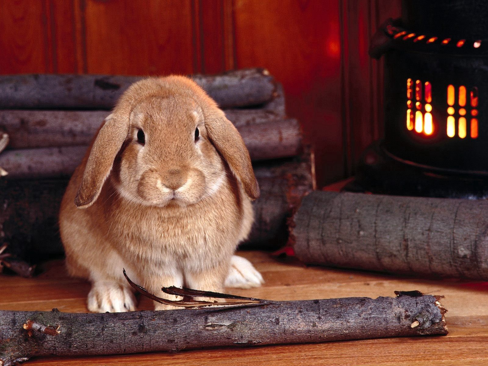 Laden Sie das Tiere, Kaninchen, Sitzen, Brennholz, Herd-Bild kostenlos auf Ihren PC-Desktop herunter