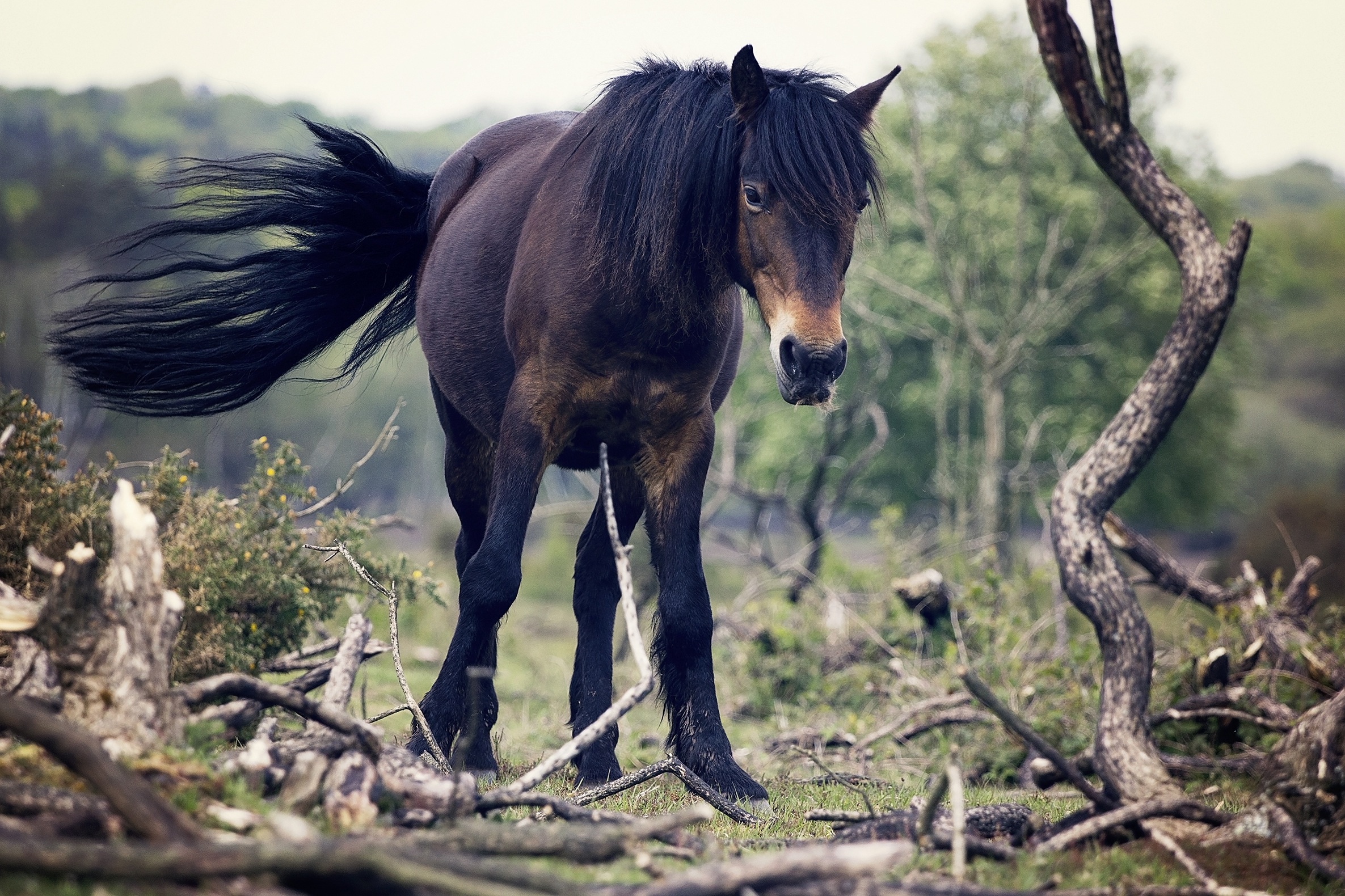Laden Sie das Tiere, Bäume, Schwanz, Pferd, Wind-Bild kostenlos auf Ihren PC-Desktop herunter