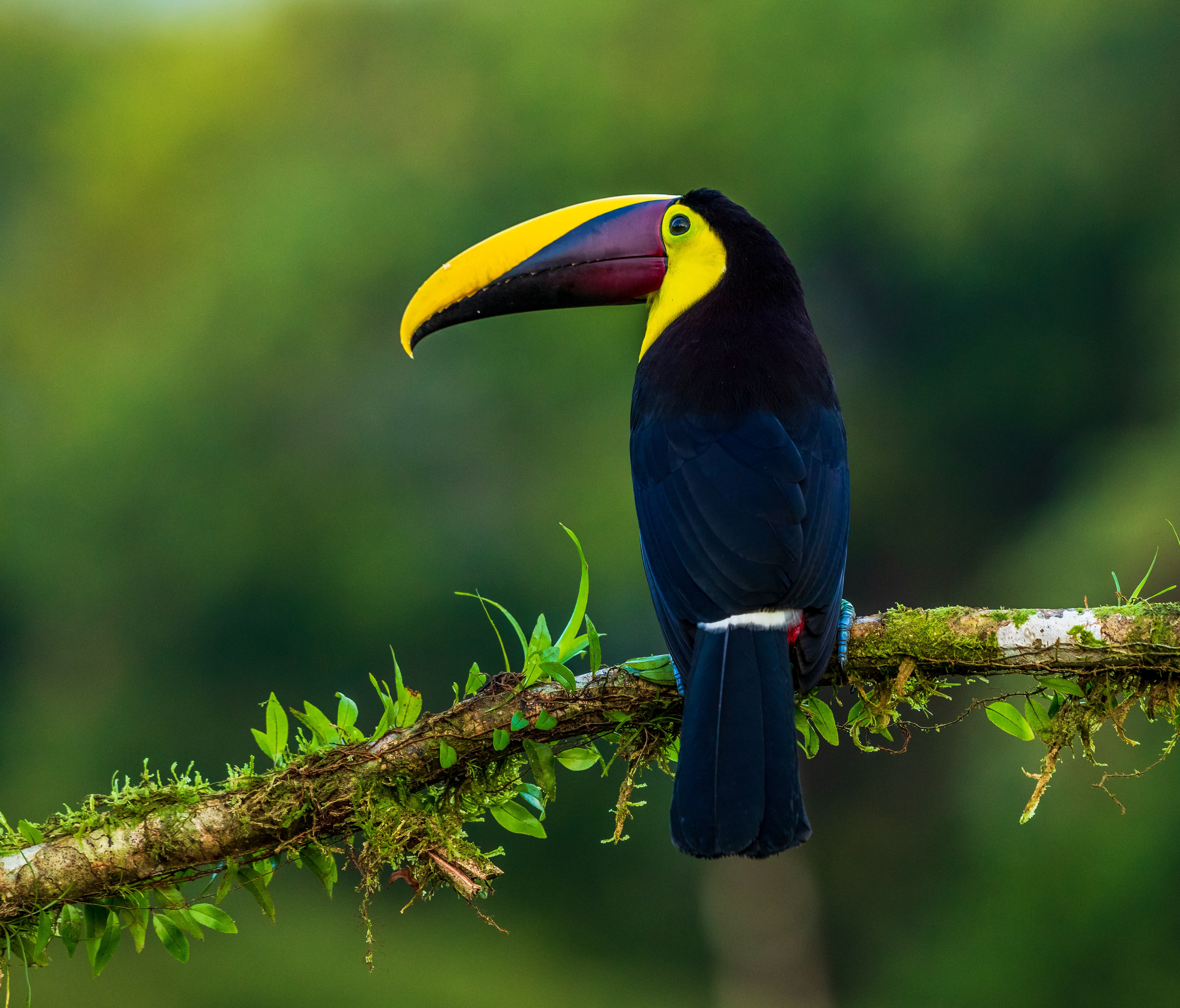 bird, toucan, animals, beak, branch, color, exotic