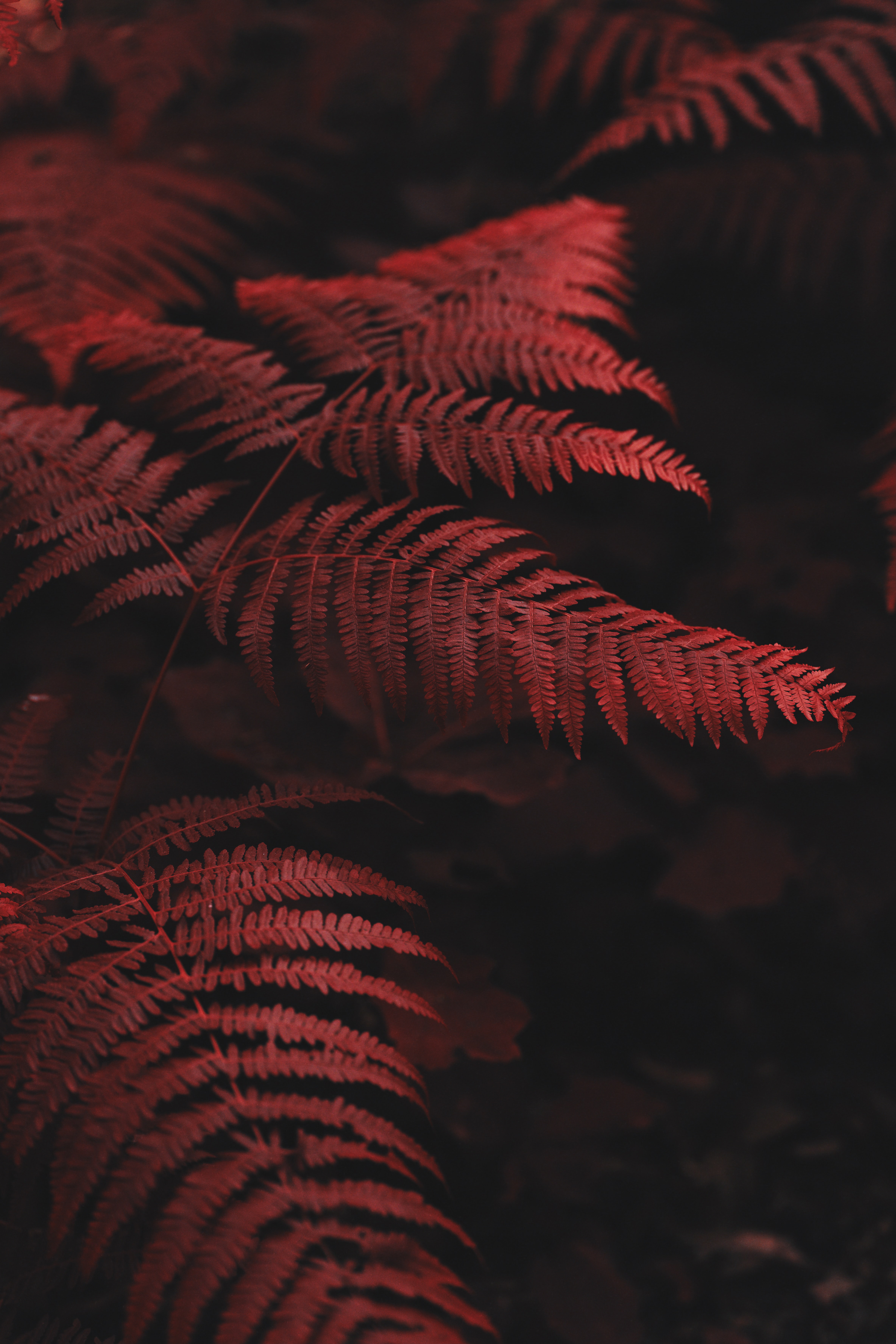 fern, leaves, red, macro UHD