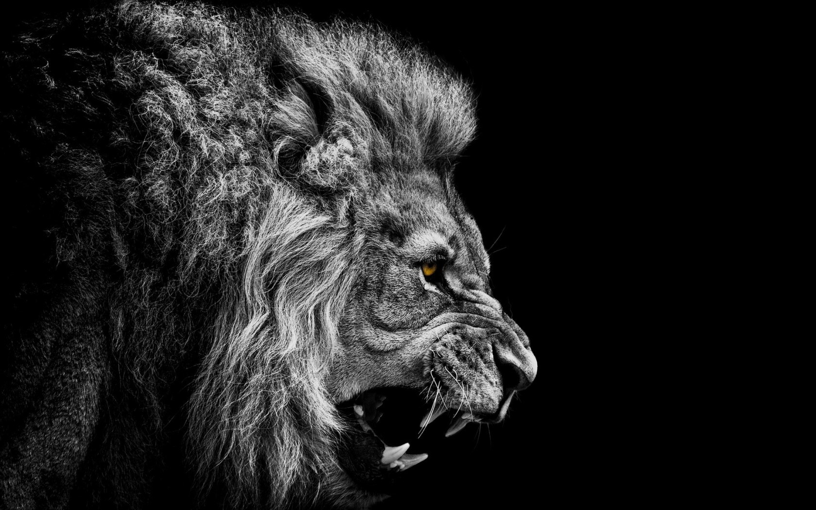lions, animals, black 1080p