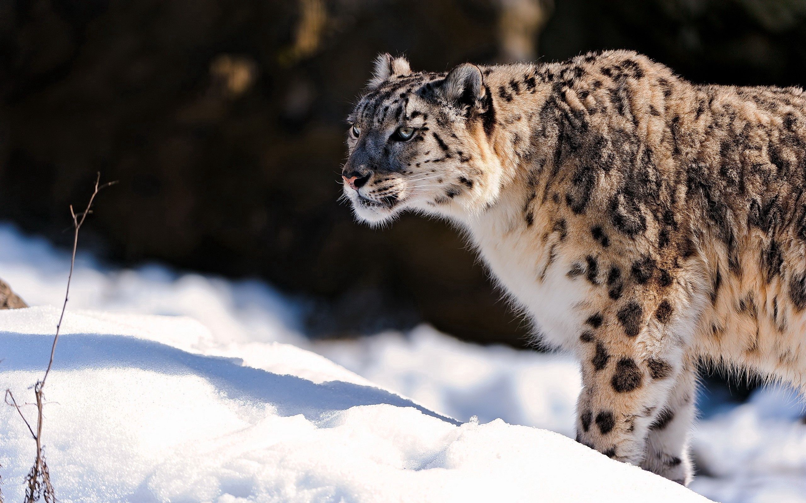 130652 économiseurs d'écran et fonds d'écran Snow Leopard sur votre téléphone. Téléchargez neige, animaux, prédateur images gratuitement