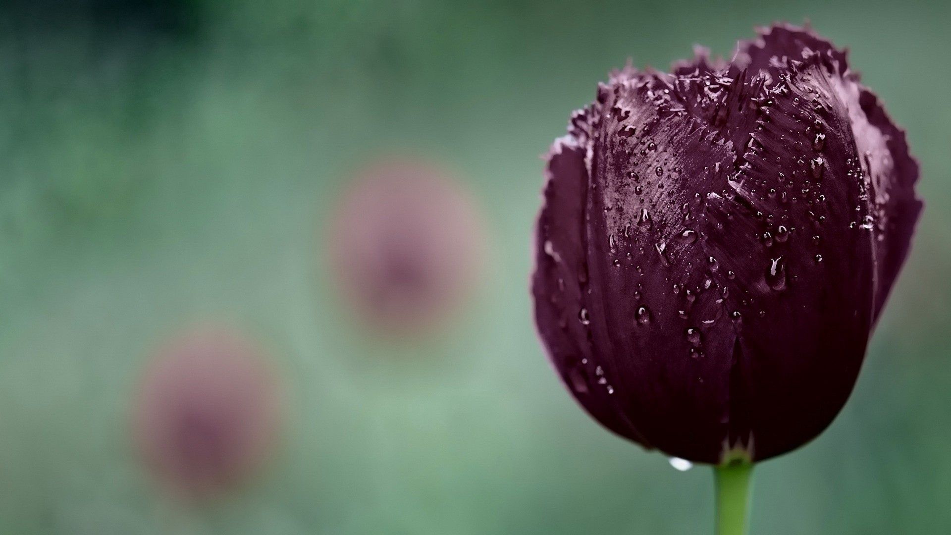 64002 Bildschirmschoner und Hintergrundbilder Tulpe auf Ihrem Telefon. Laden Sie drops, makro, knospe, bud, nass, tulpe, tulip, feucht Bilder kostenlos herunter