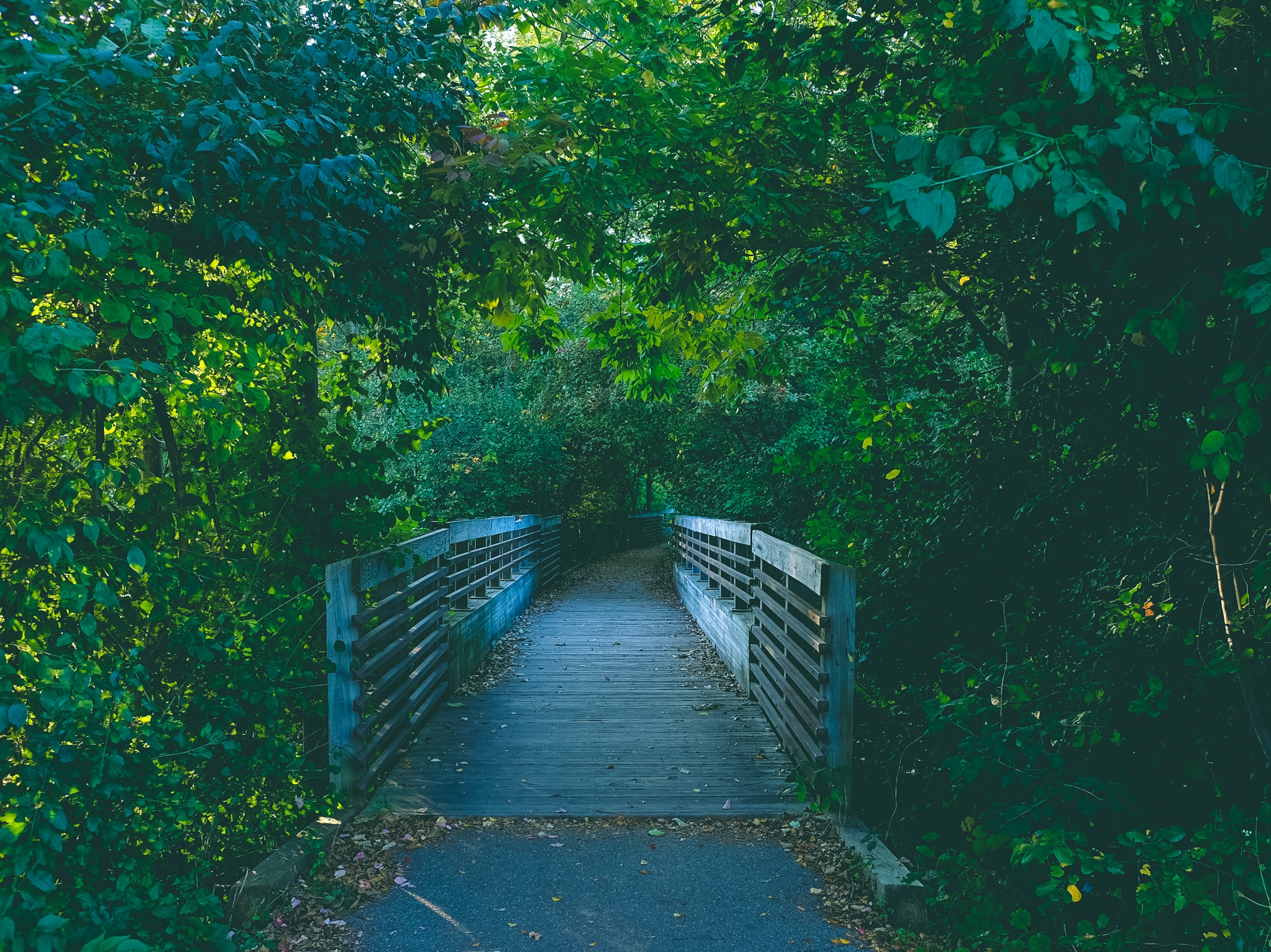 path, nature, trees, summer, bridge, trail iphone wallpaper