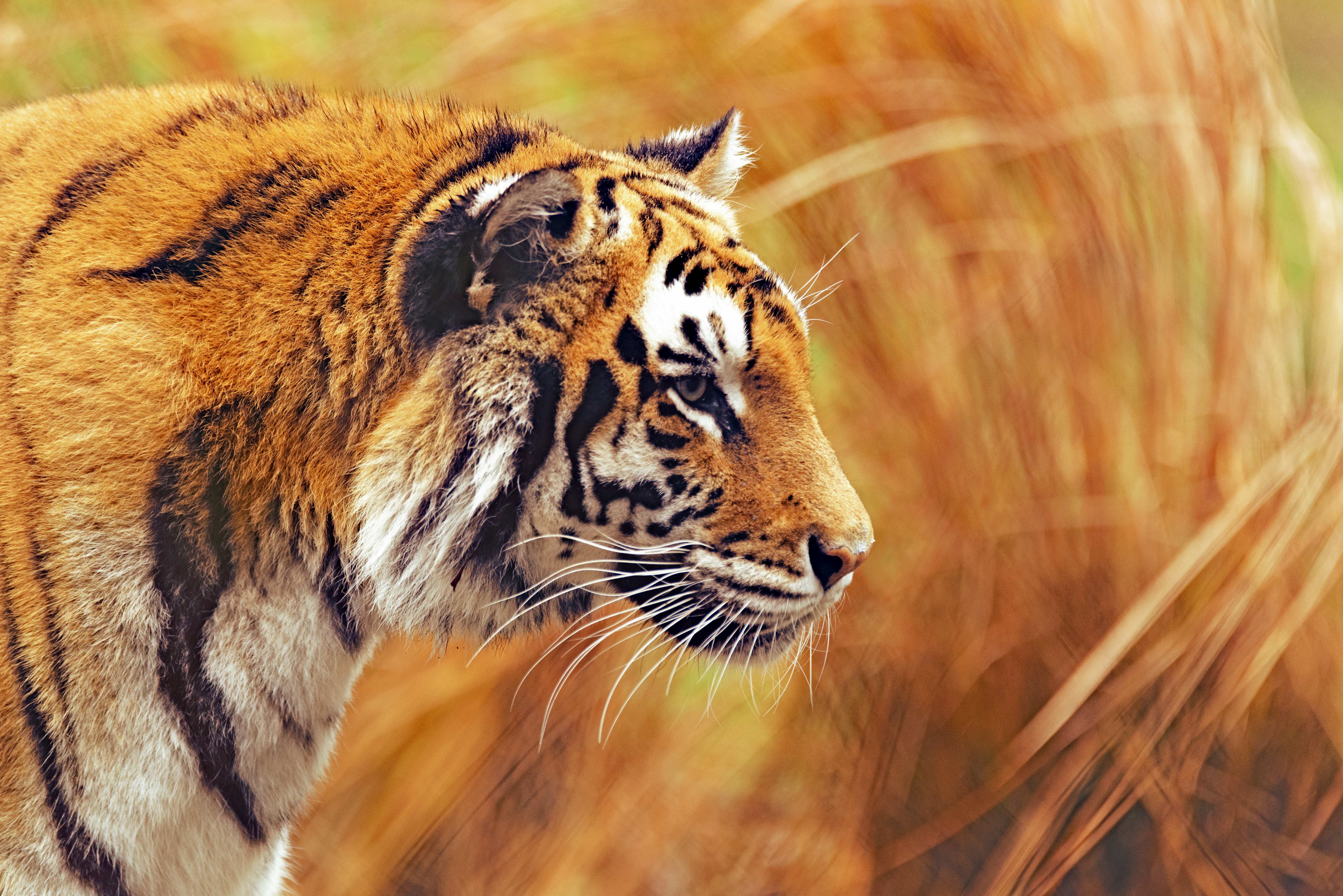 Latest Mobile Wallpaper animals, predator, tiger, big cat