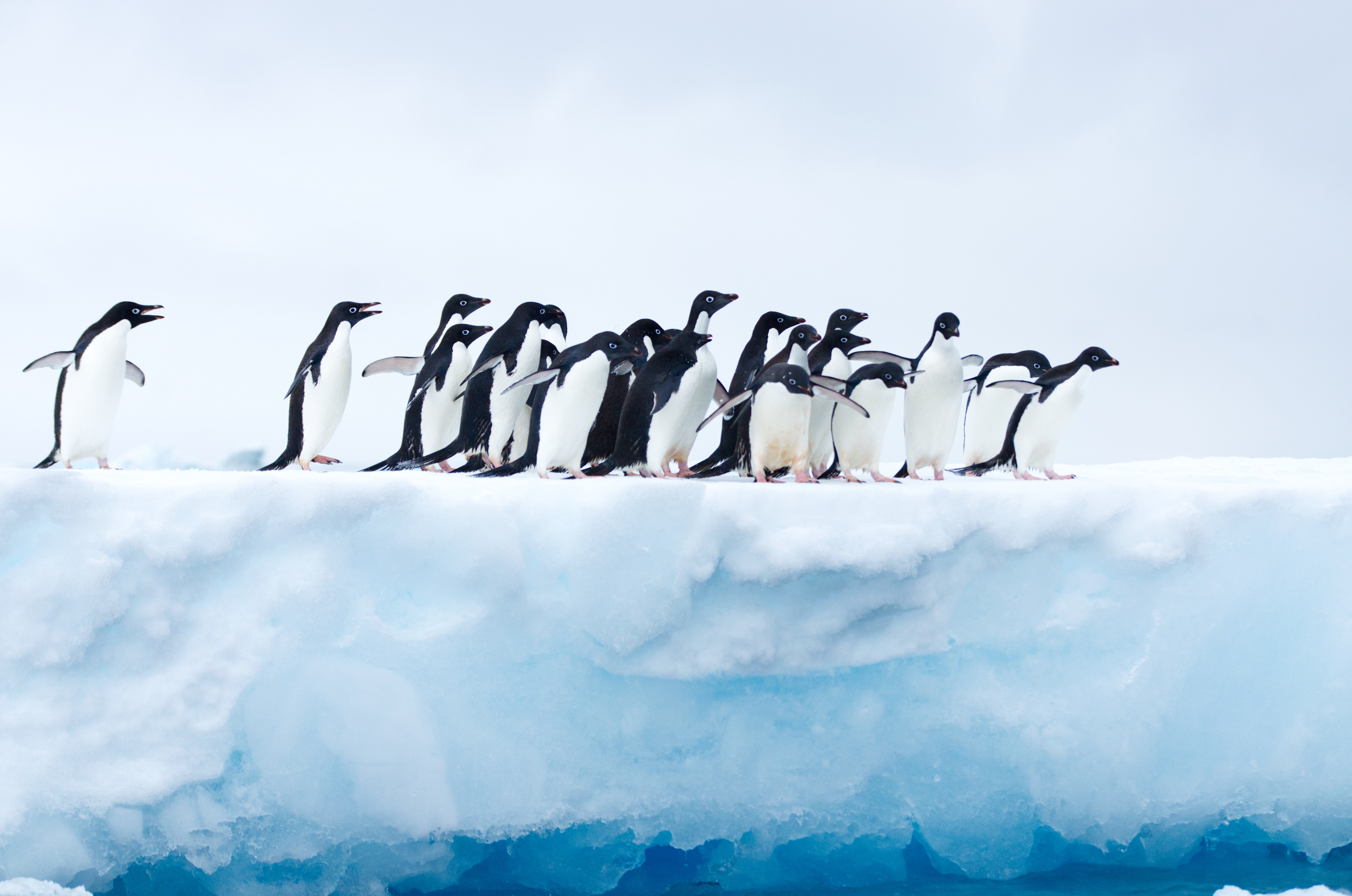 pinguins, flock, antarctica, ice Square Wallpapers