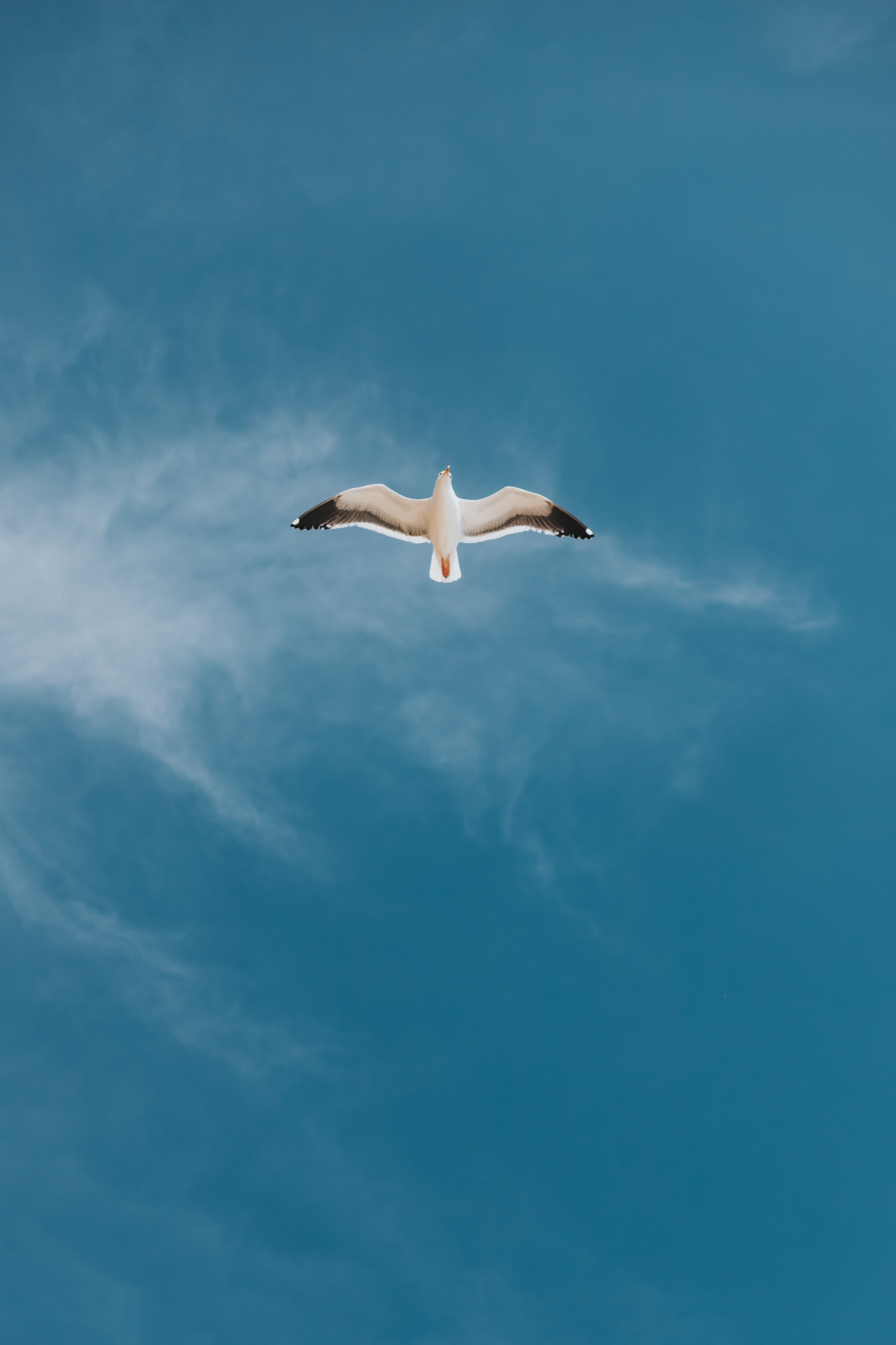 Seagull iPhone wallpapers