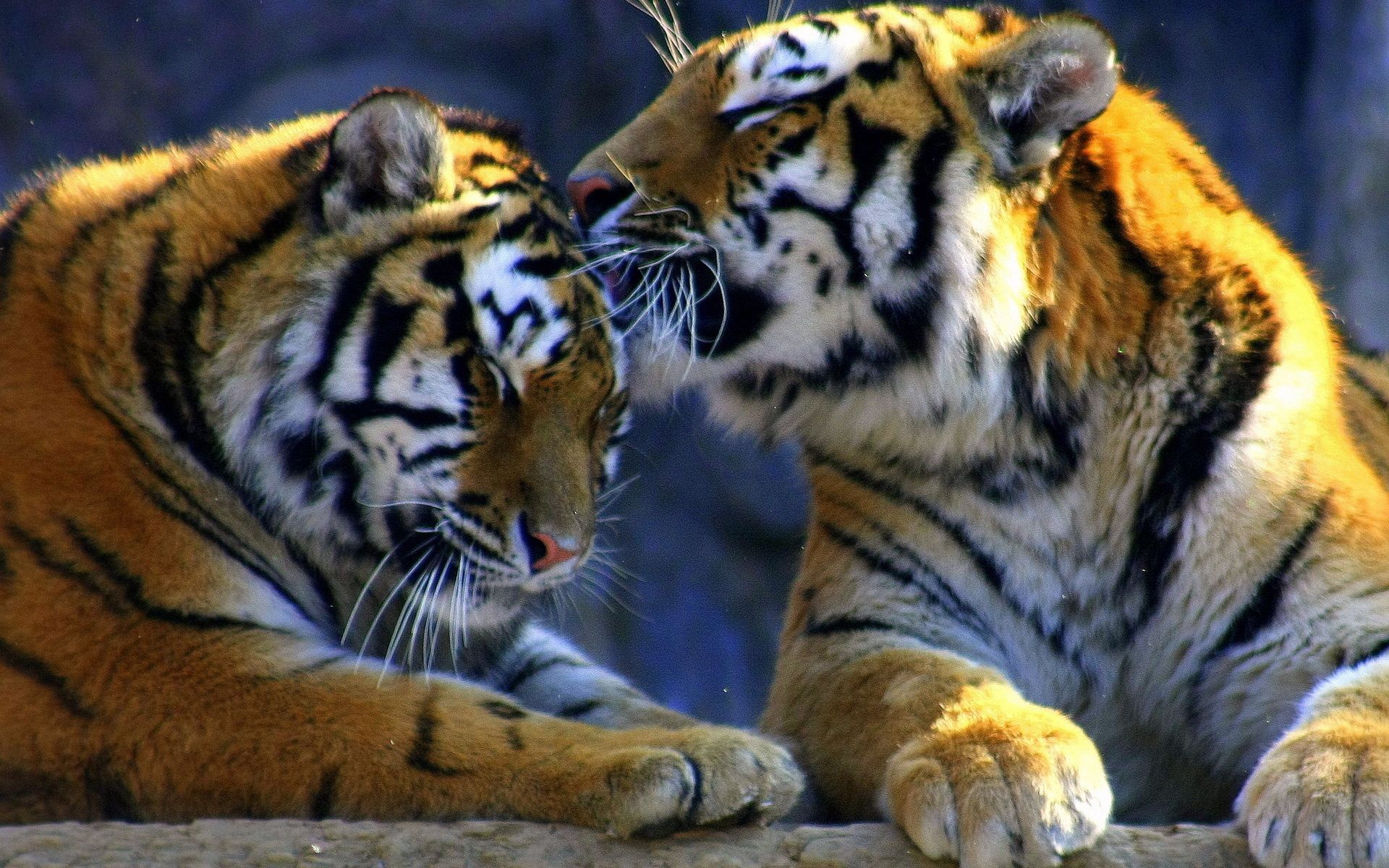 60437 Bild herunterladen tiere, tiger, pflege, die liebkosung der raubtiere, die zuneigung der raubtiere - Hintergrundbilder und Bildschirmschoner kostenlos