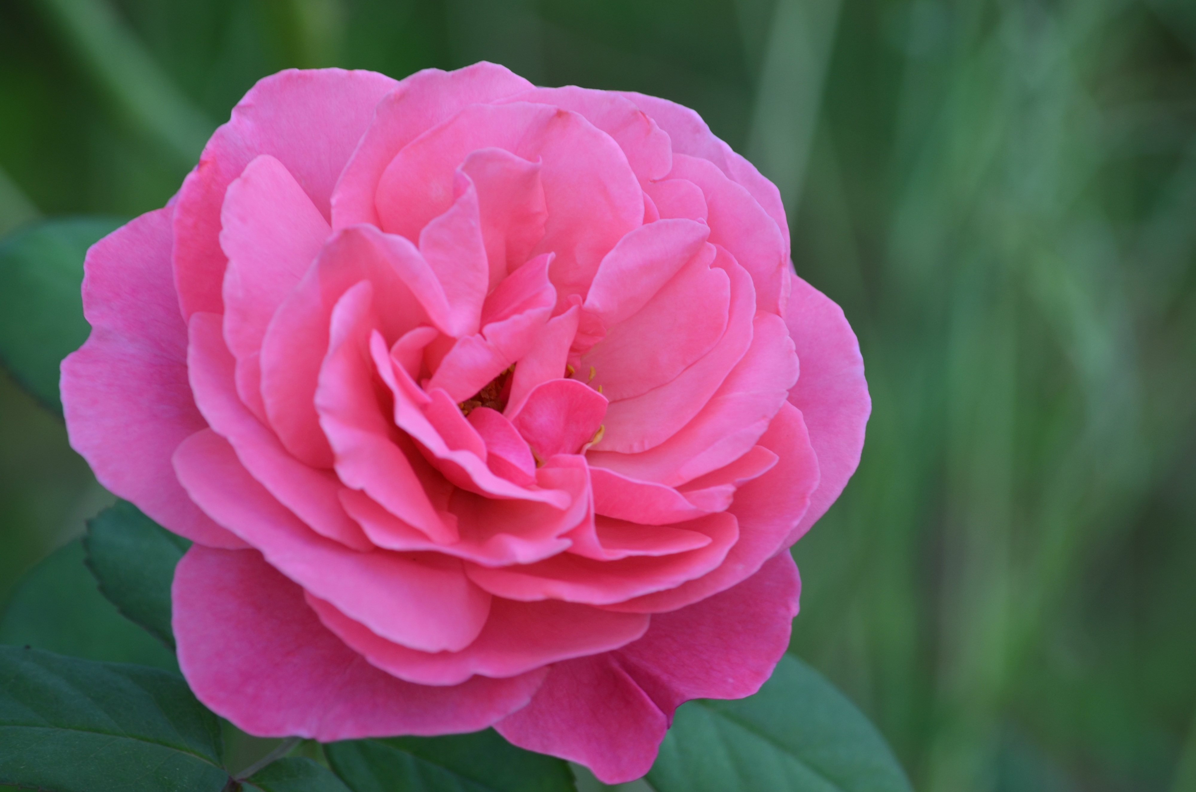 Widescreen image rose flower, pink, bud, petals