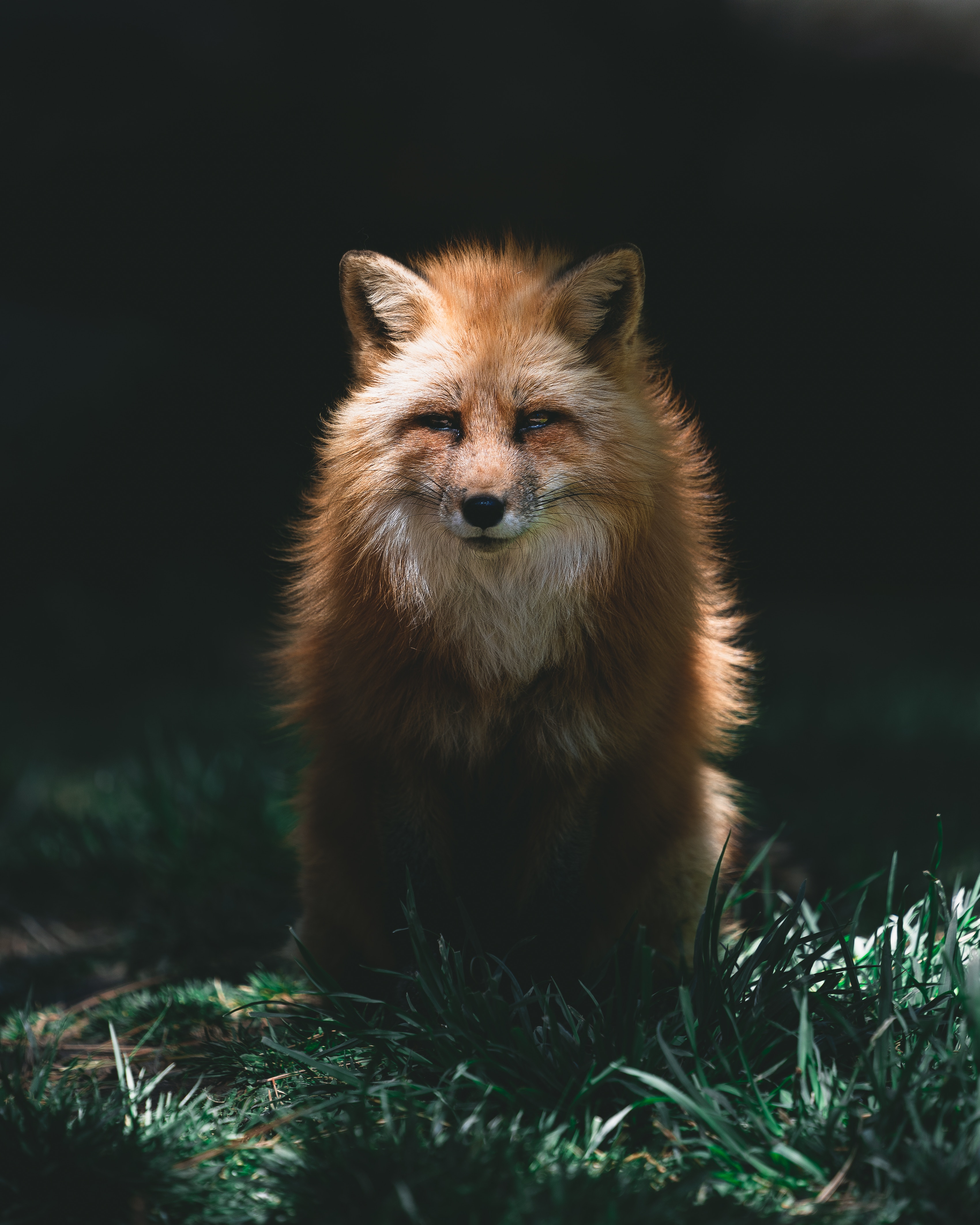 fox, animals, red, predator, sight, opinion, animal, redhead 2160p