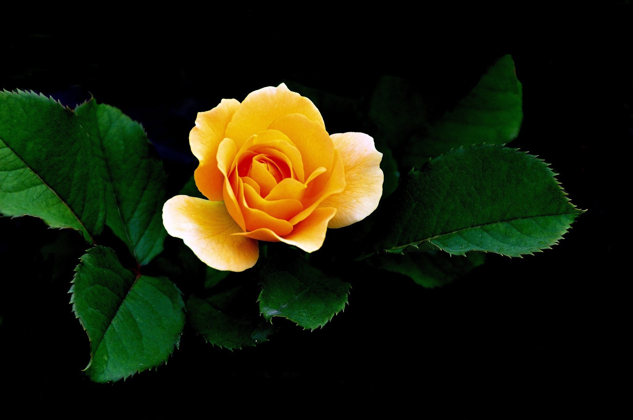 HD desktop wallpaper: Flowers, Rose, Close Up, Leaf, Earth, Yellow Flower  download free picture #382041