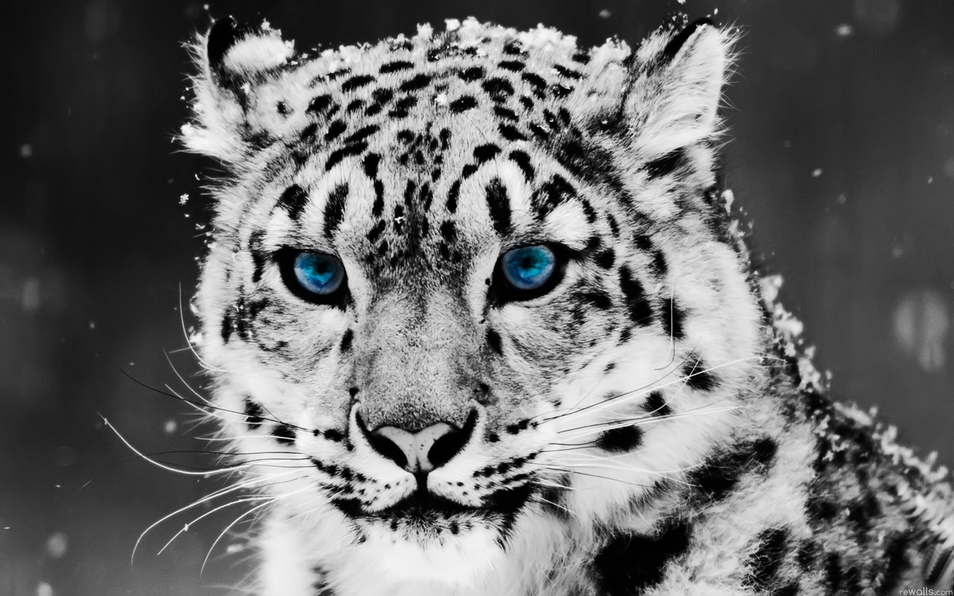 23578 Hintergrundbild herunterladen tiere, schneeleopard, grau - Bildschirmschoner und Bilder kostenlos