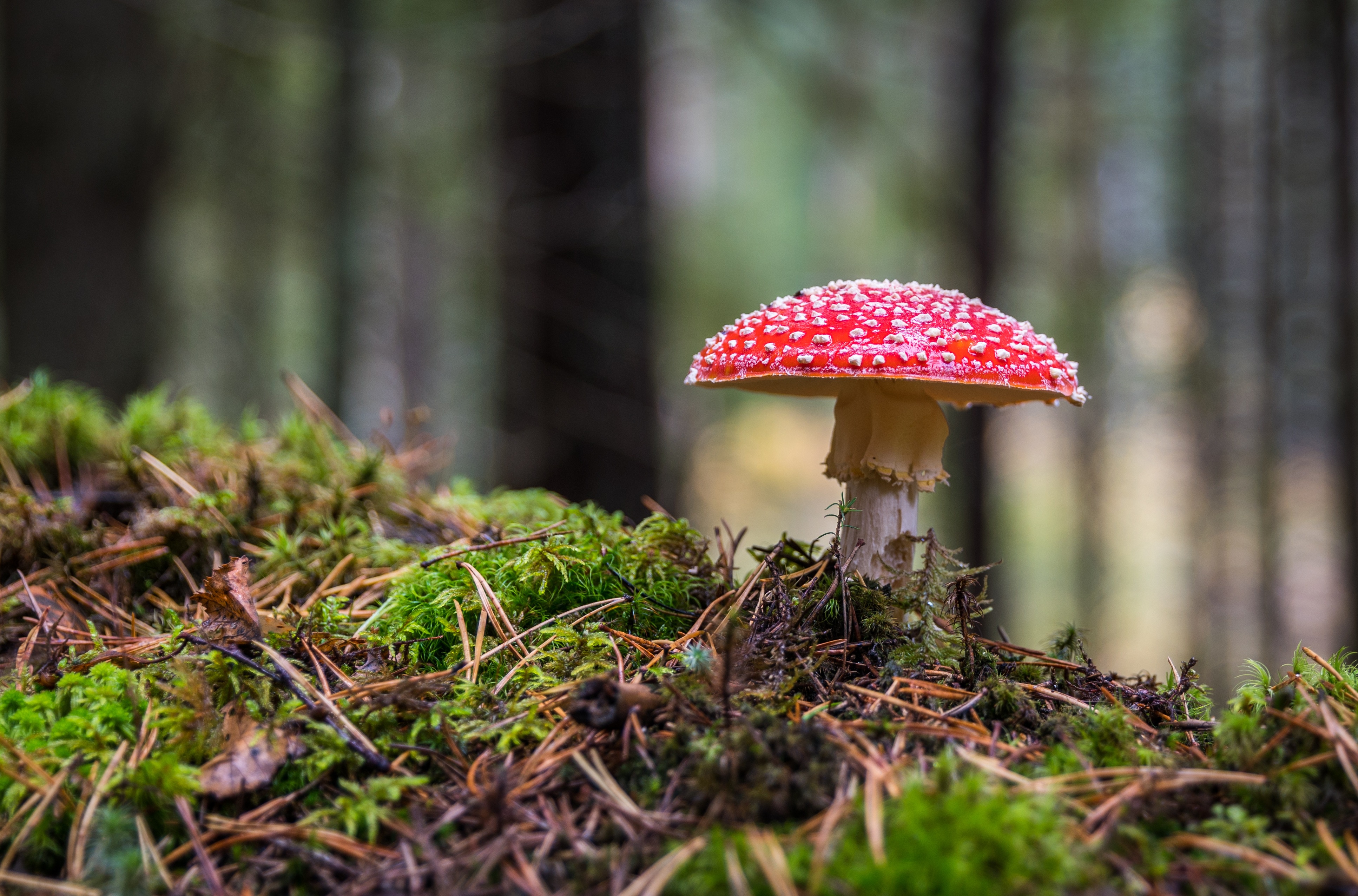 Popular Fly Agaric 4K for smartphone