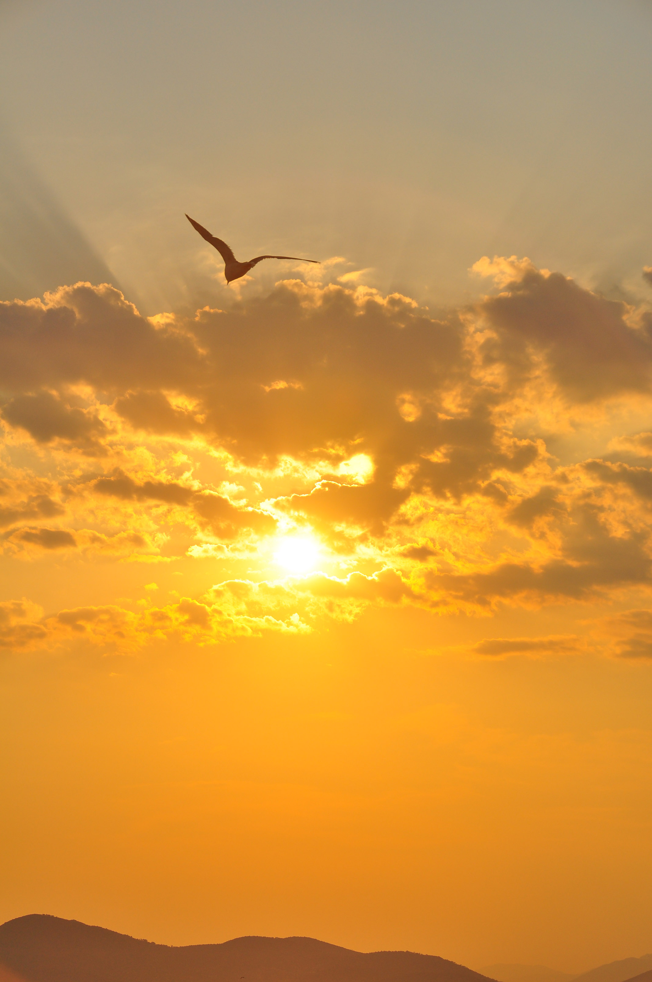 seagull, sunset, horizon, nature Cell Phone Image