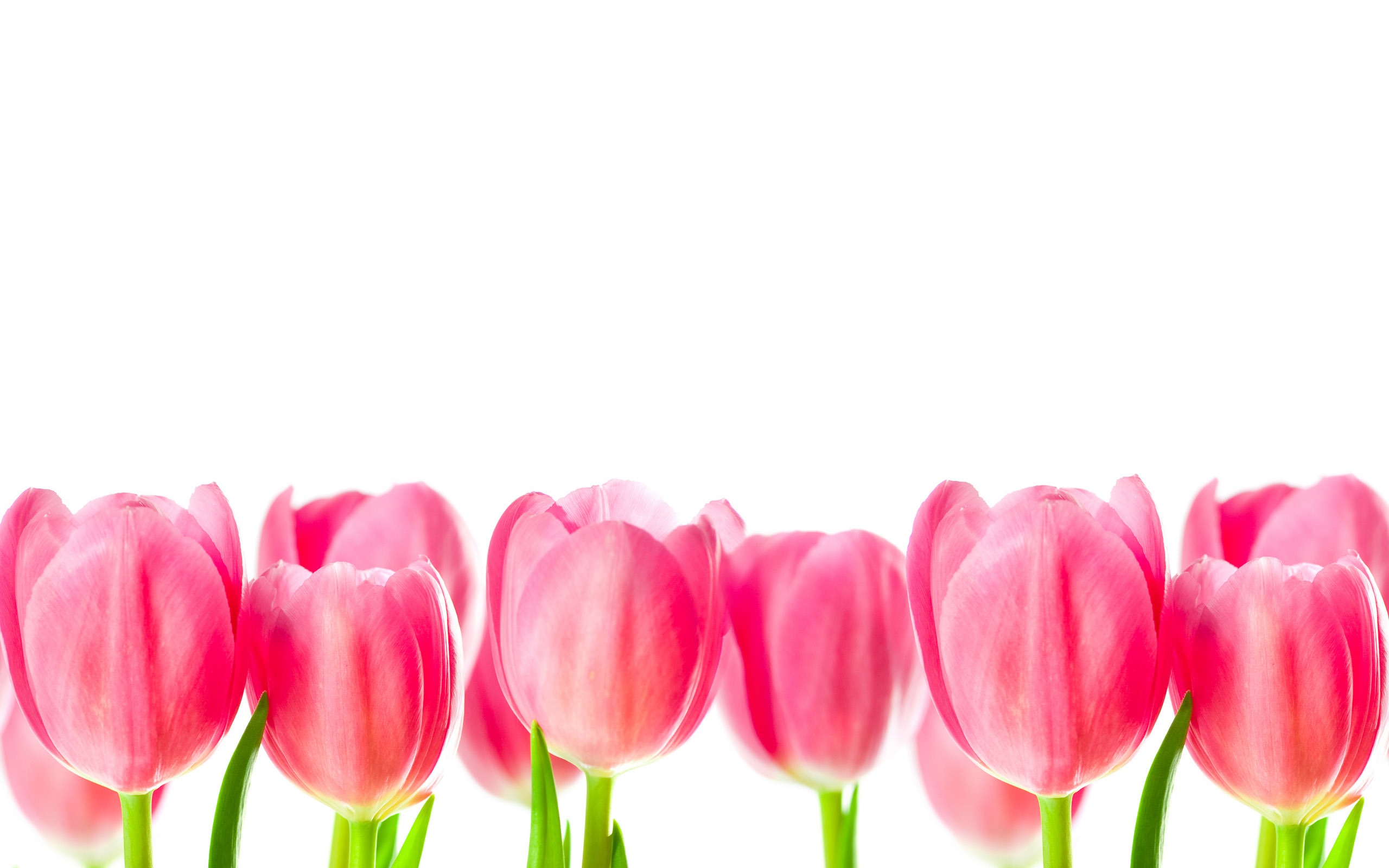 Розовые тюльпаны на прозрачном фоне