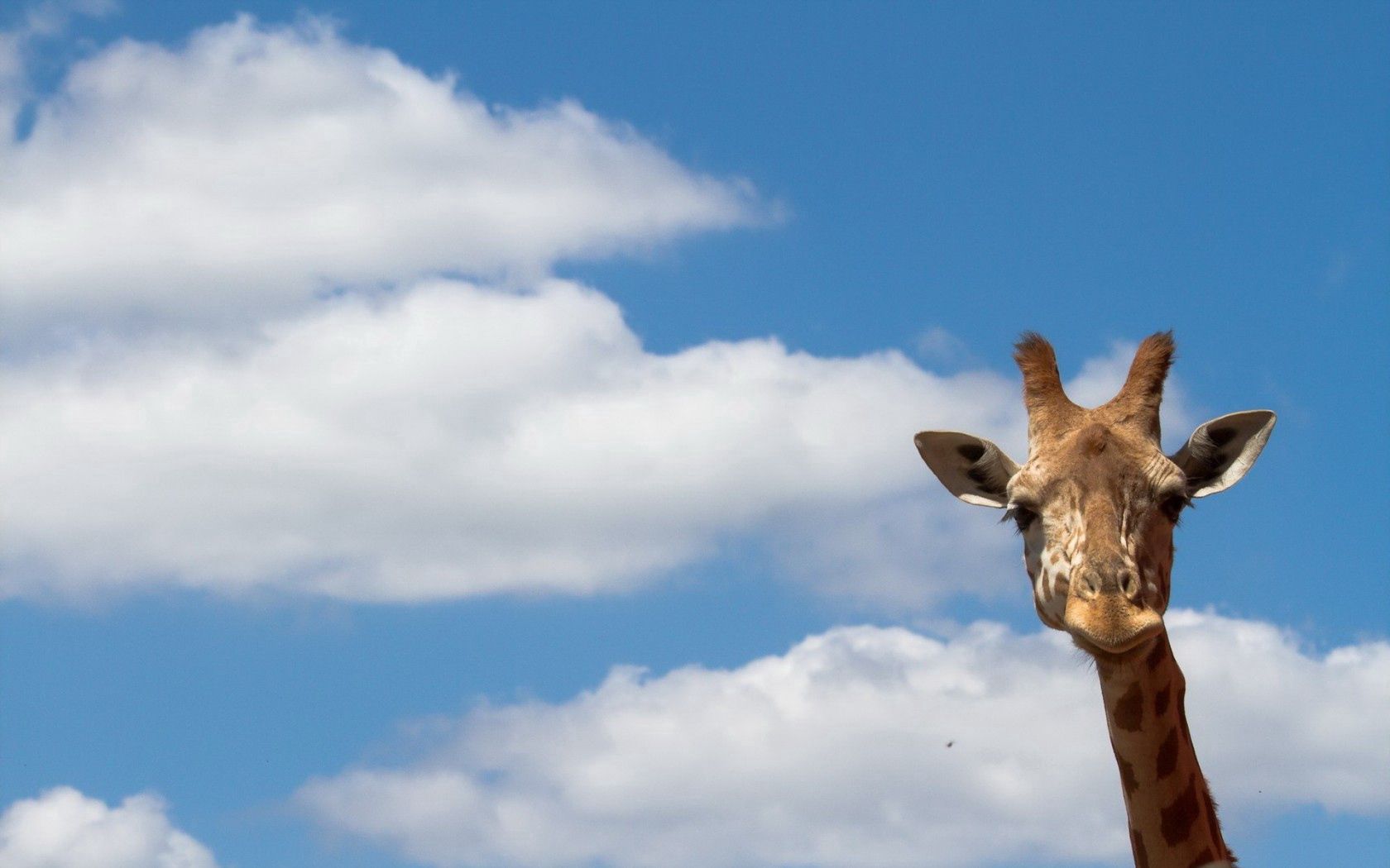 74665 Bildschirmschoner und Hintergrundbilder Giraffe auf Ihrem Telefon. Laden Sie sky, natur, tiere Bilder kostenlos herunter