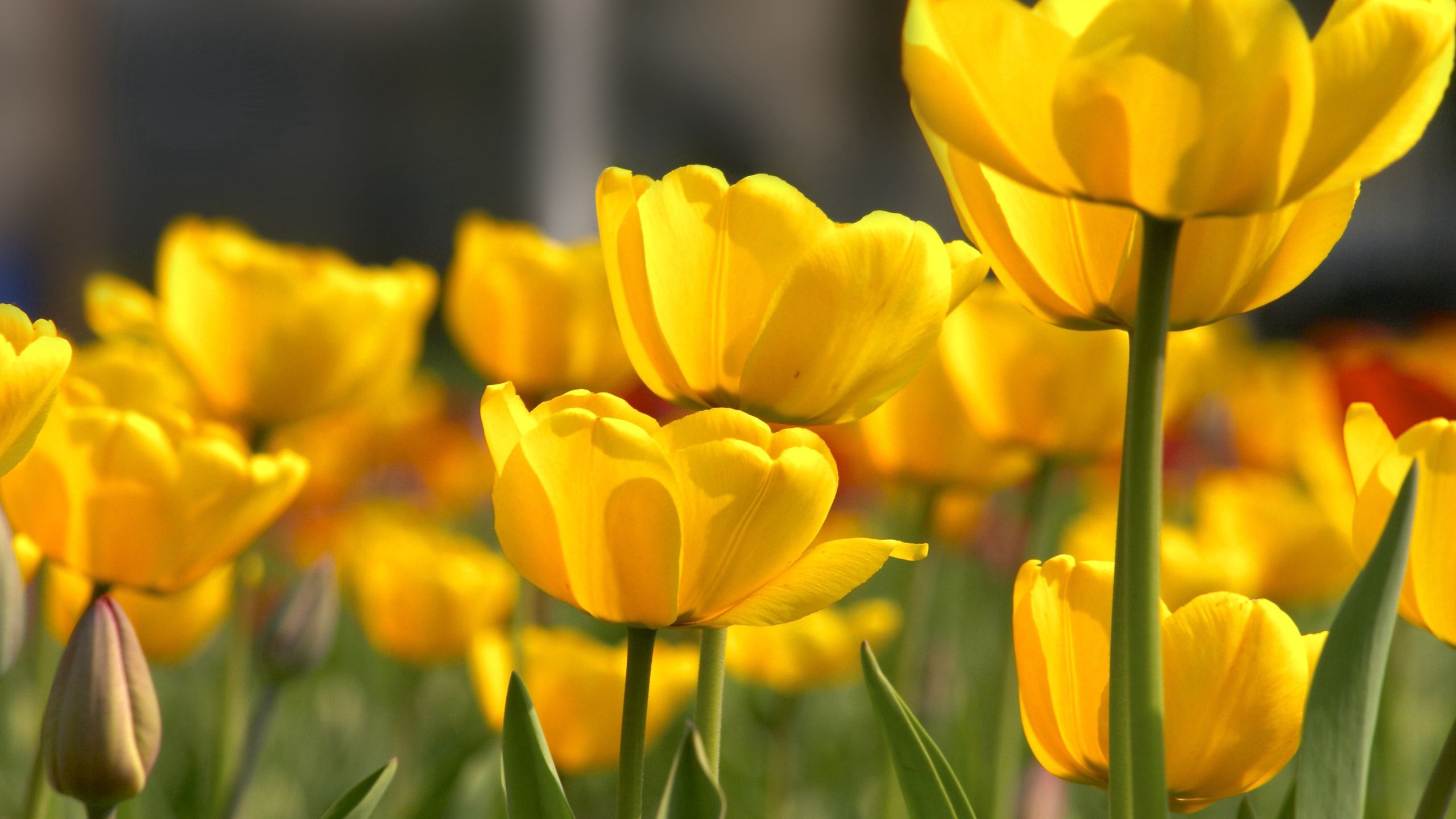 63184 télécharger le fond d'écran fleurs, tulipes, jaune, beauté, démantelé, lâche - économiseurs d'écran et images gratuitement